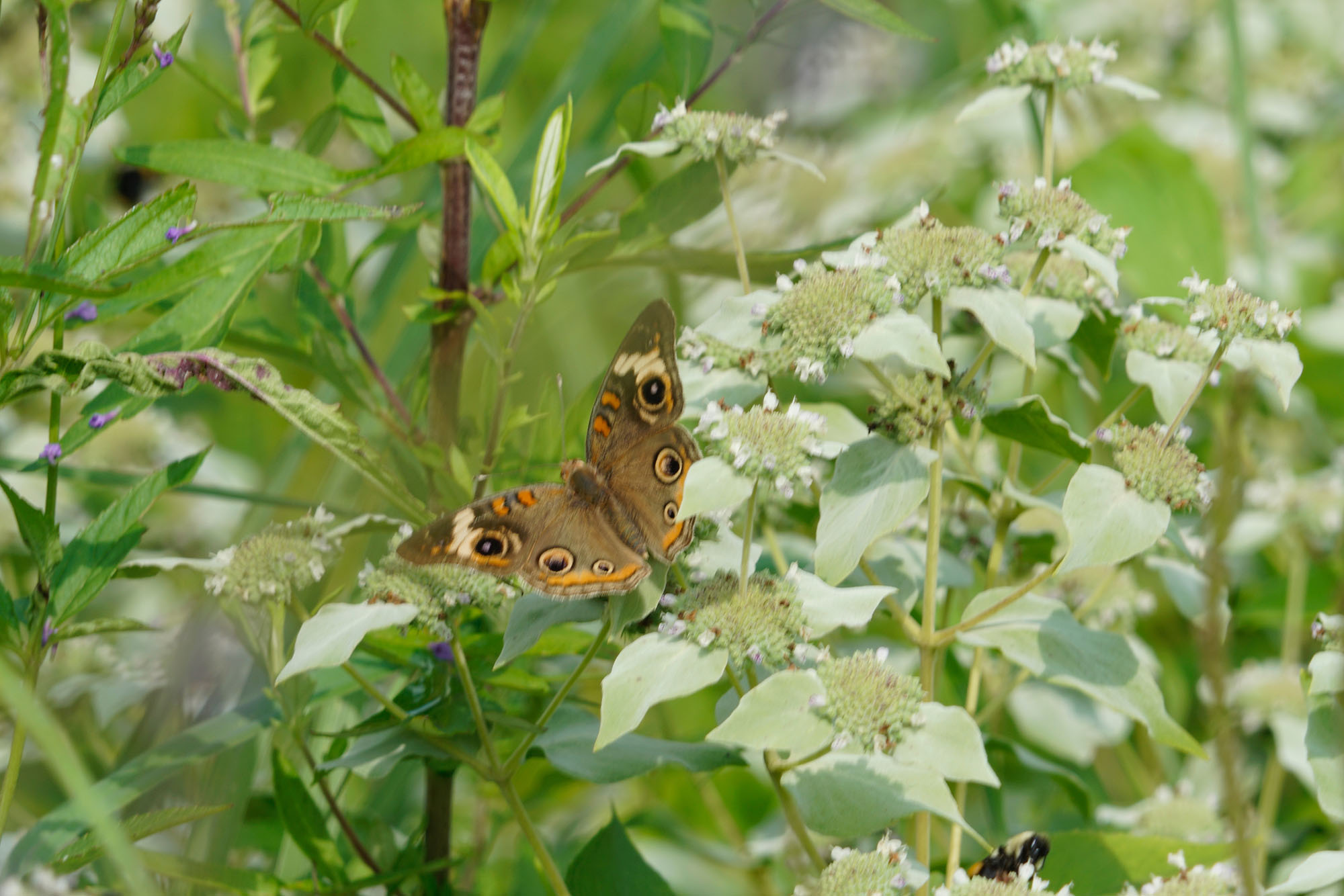 Jonathan Hodgson's Buckeye Butterfly