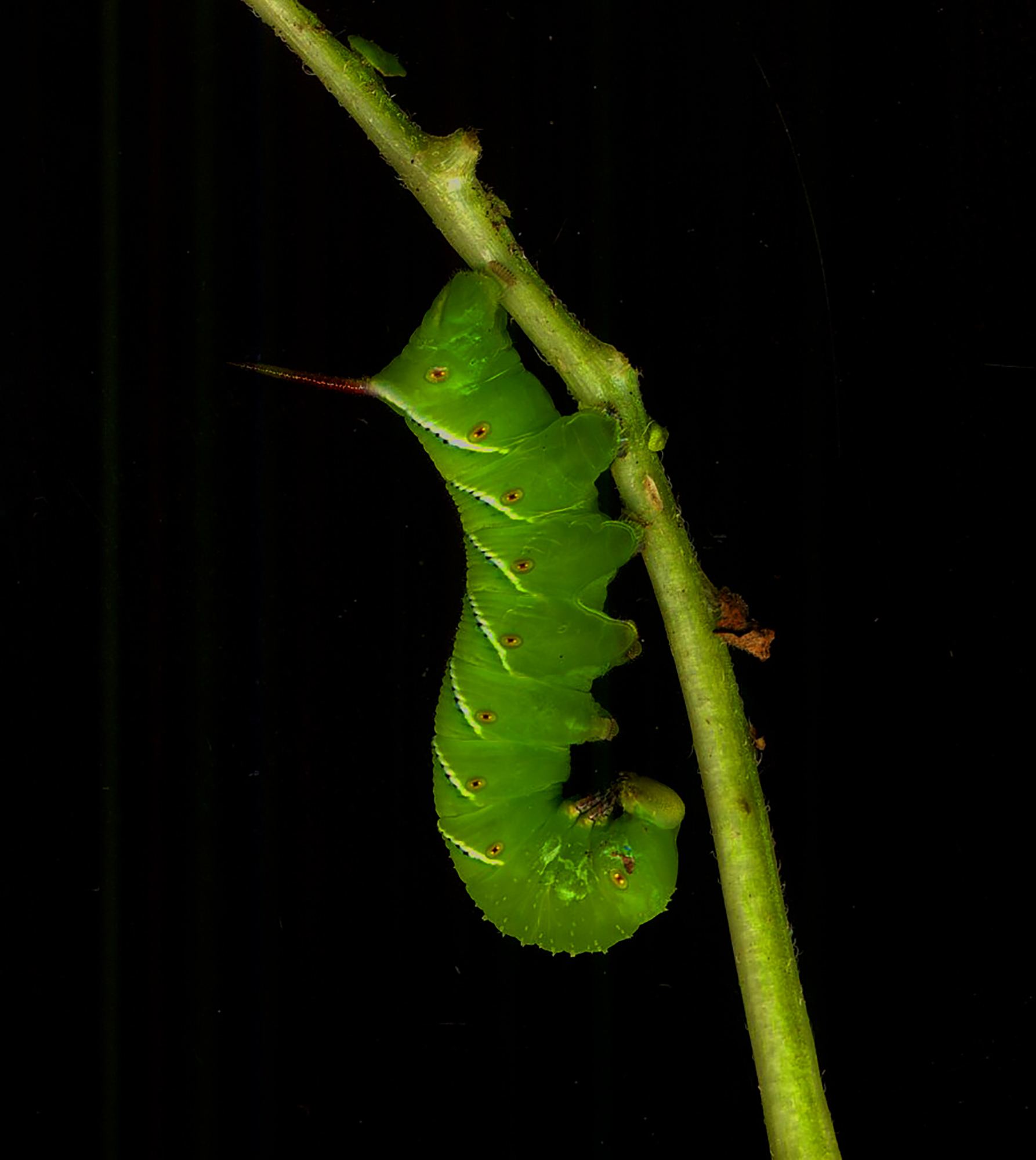 Bill Menke's Tomato Hornworm