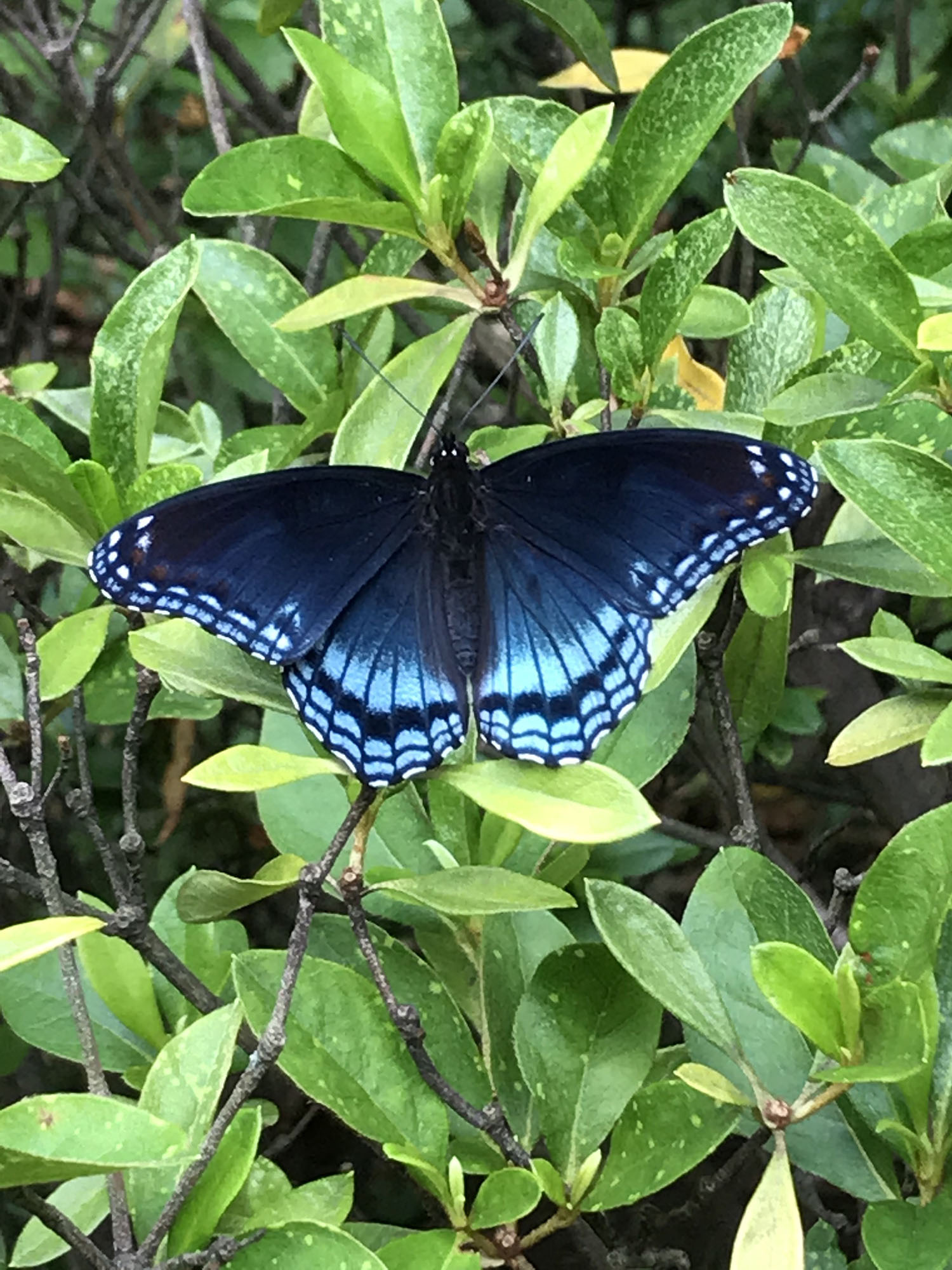 Judy Politzer's Red Spotted Purple Butterfly