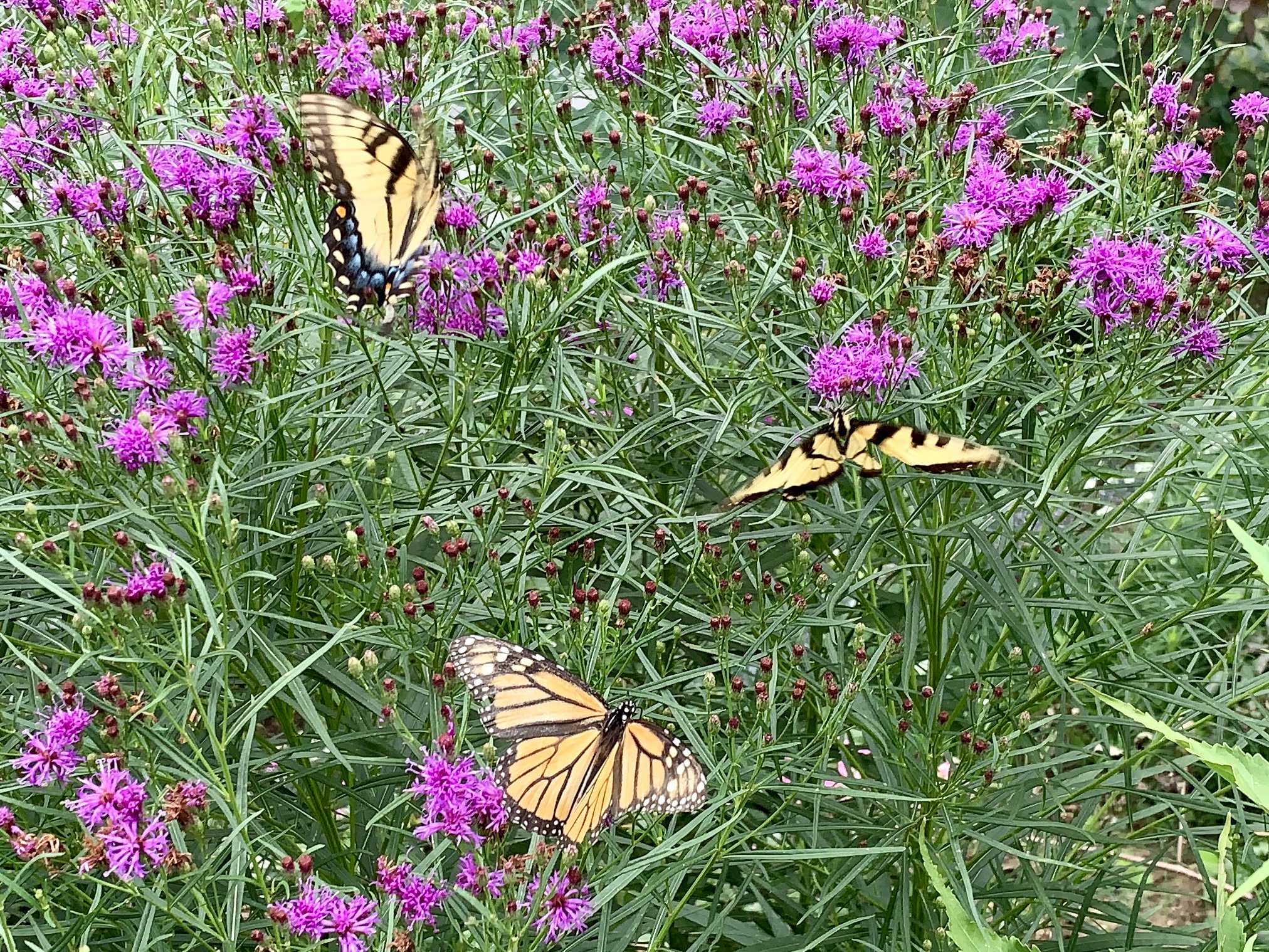 Erum Hartung's Monarch and Eastern Tiger Swallowtail butterflies