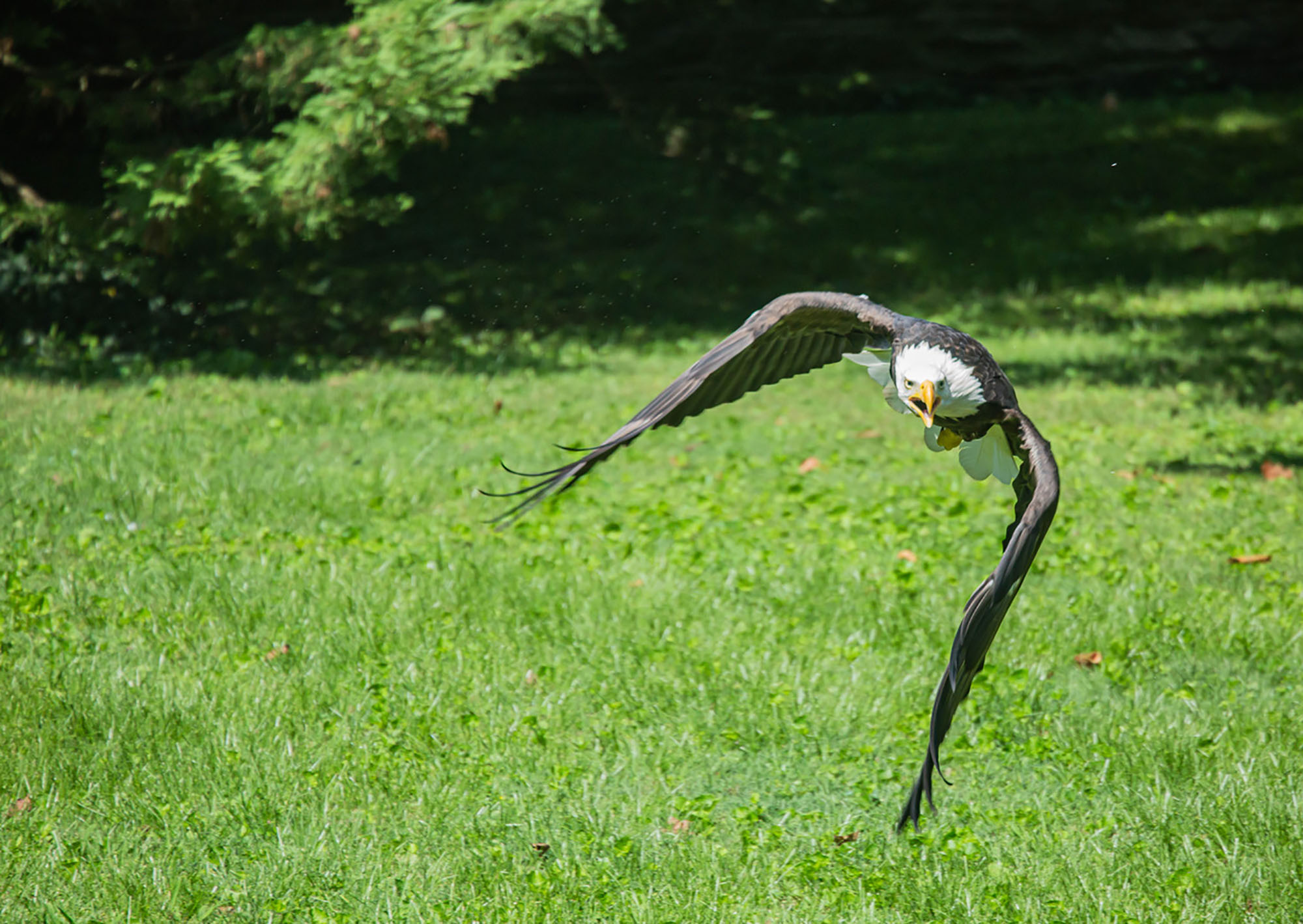 Chris Schmucki's Bald Eagle Shot