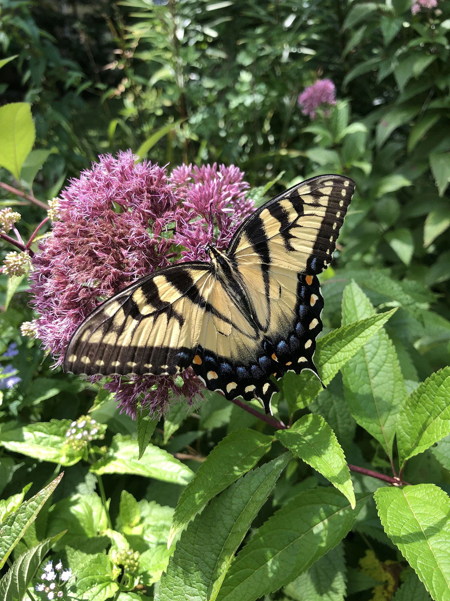 Wildlife Sightings This Week: August 9-15, 2019