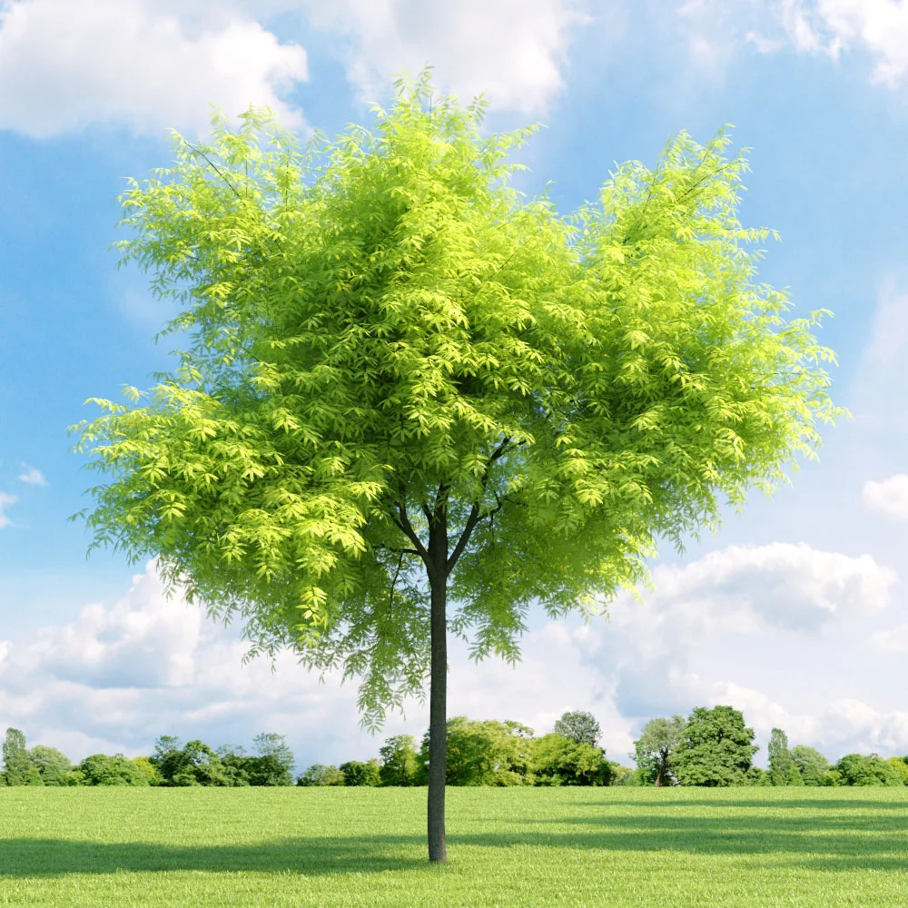 The ‘Shademaster’ honey locust, one of the trees available in this year’s street tree program.