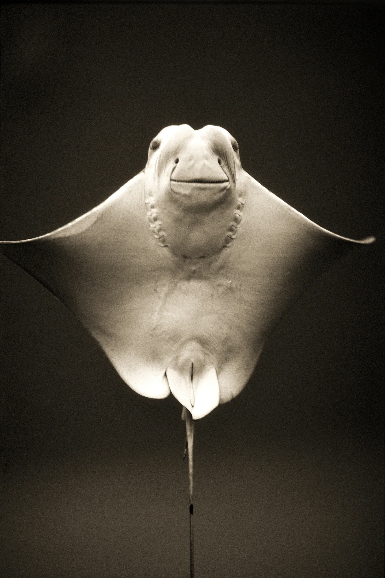 From Animalia by Henry Horenstein.