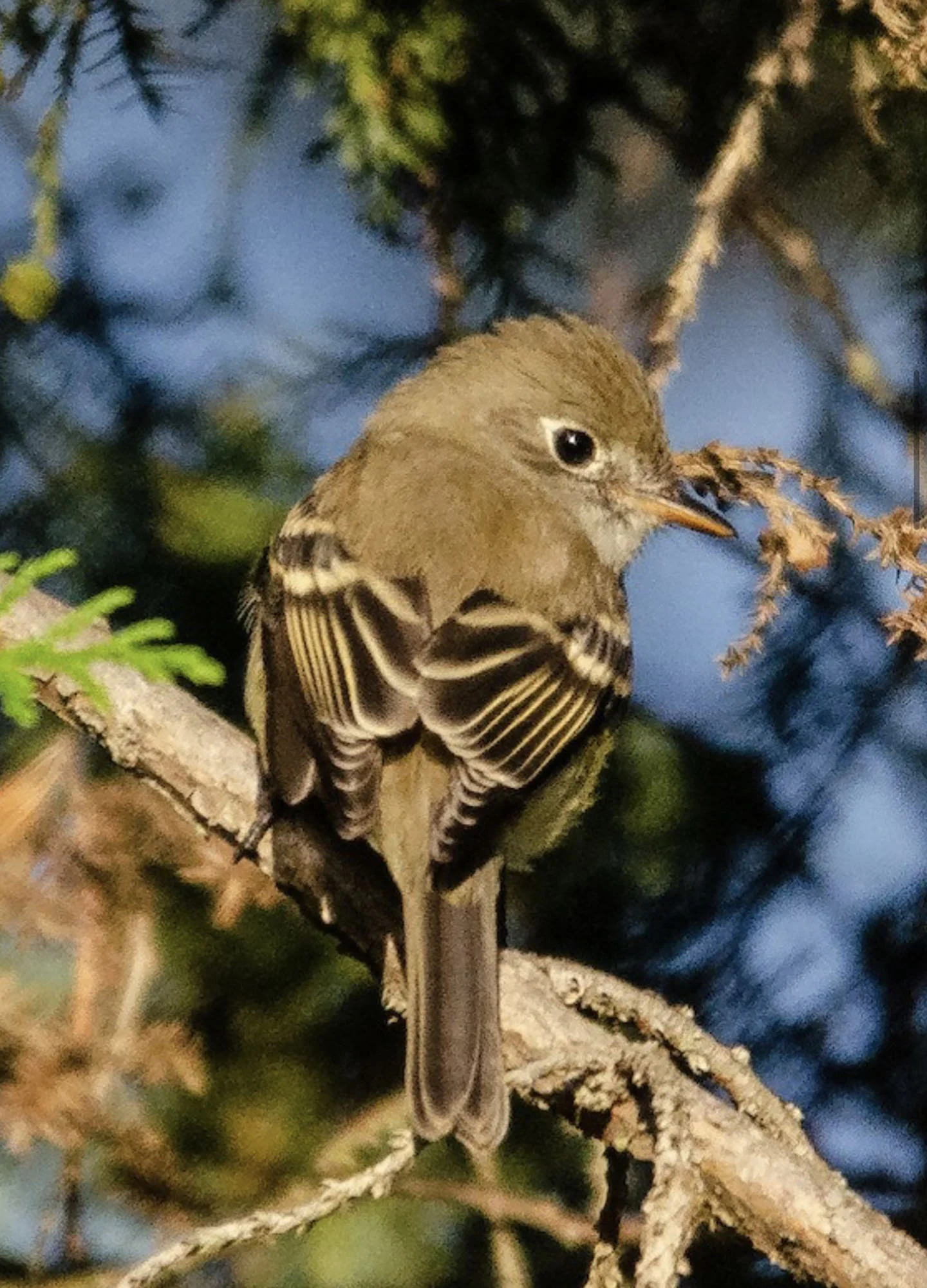 Wildlife Sightings This Week: August 30 - September 12, 2019