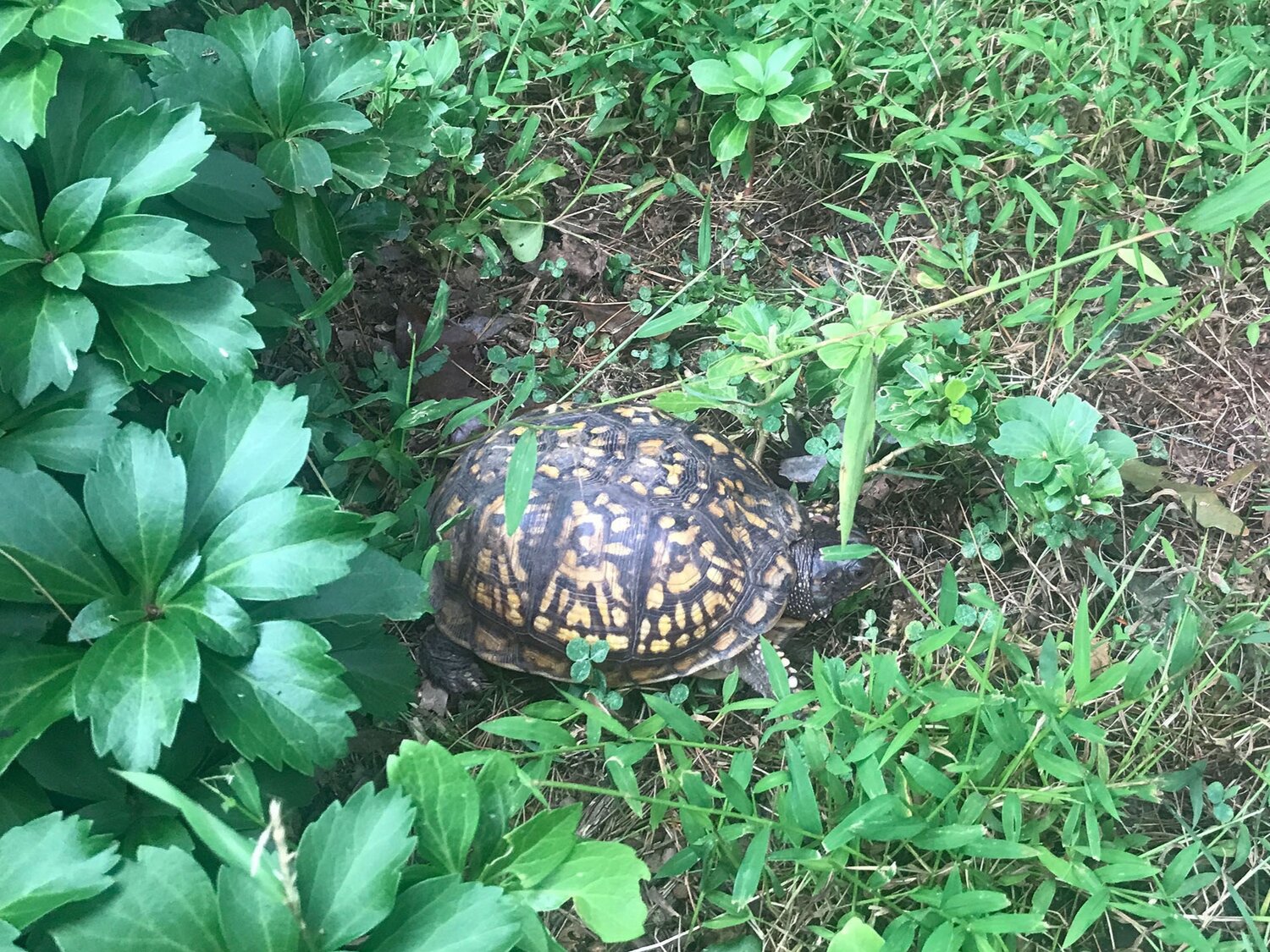 Eastern Box Turtle