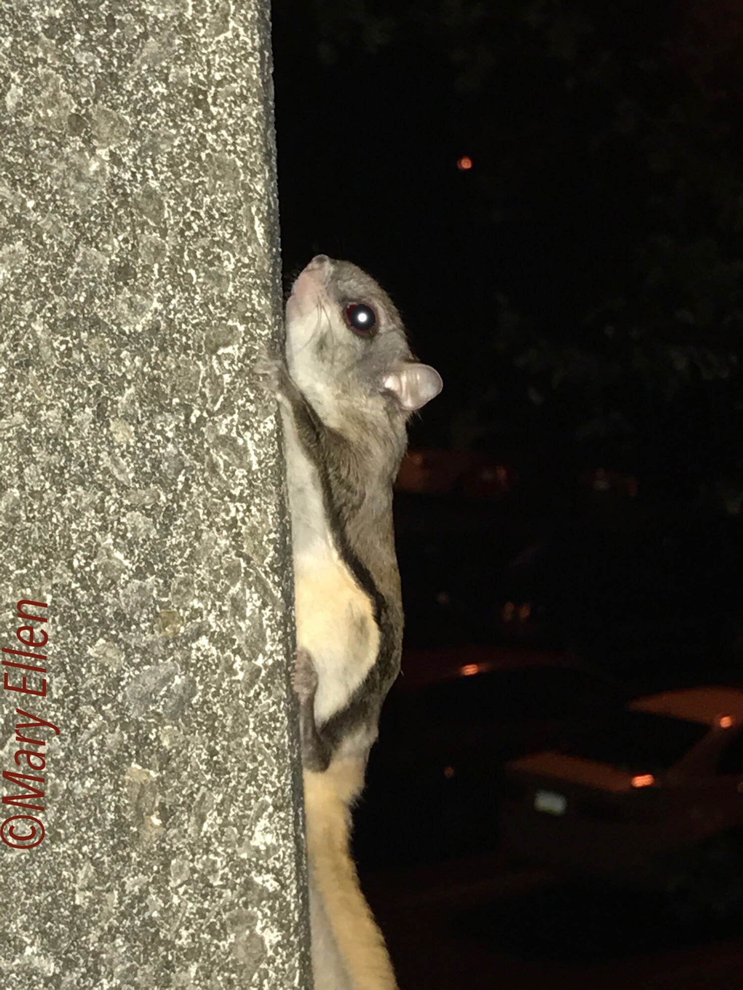 Southern Flying Squirrel