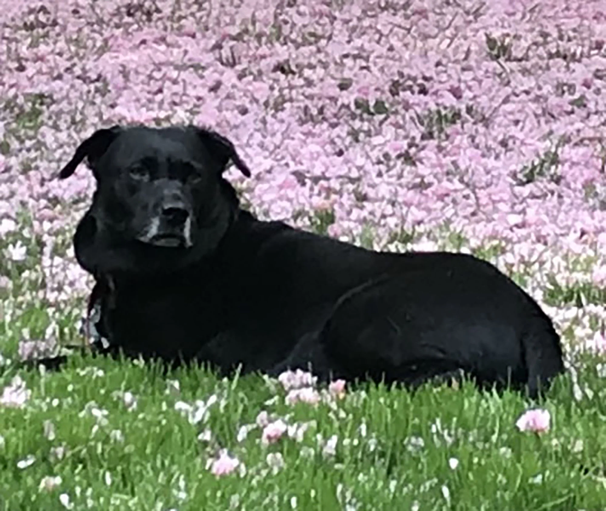 A Tribute to the World’s Best Dog