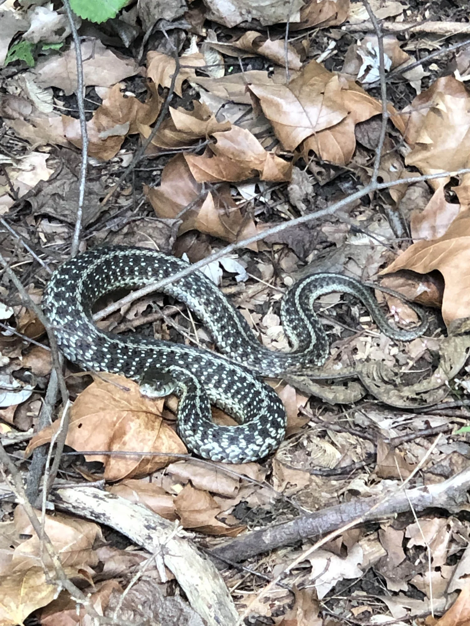 Wildlife Sightings This Week: September 13-19, 2019