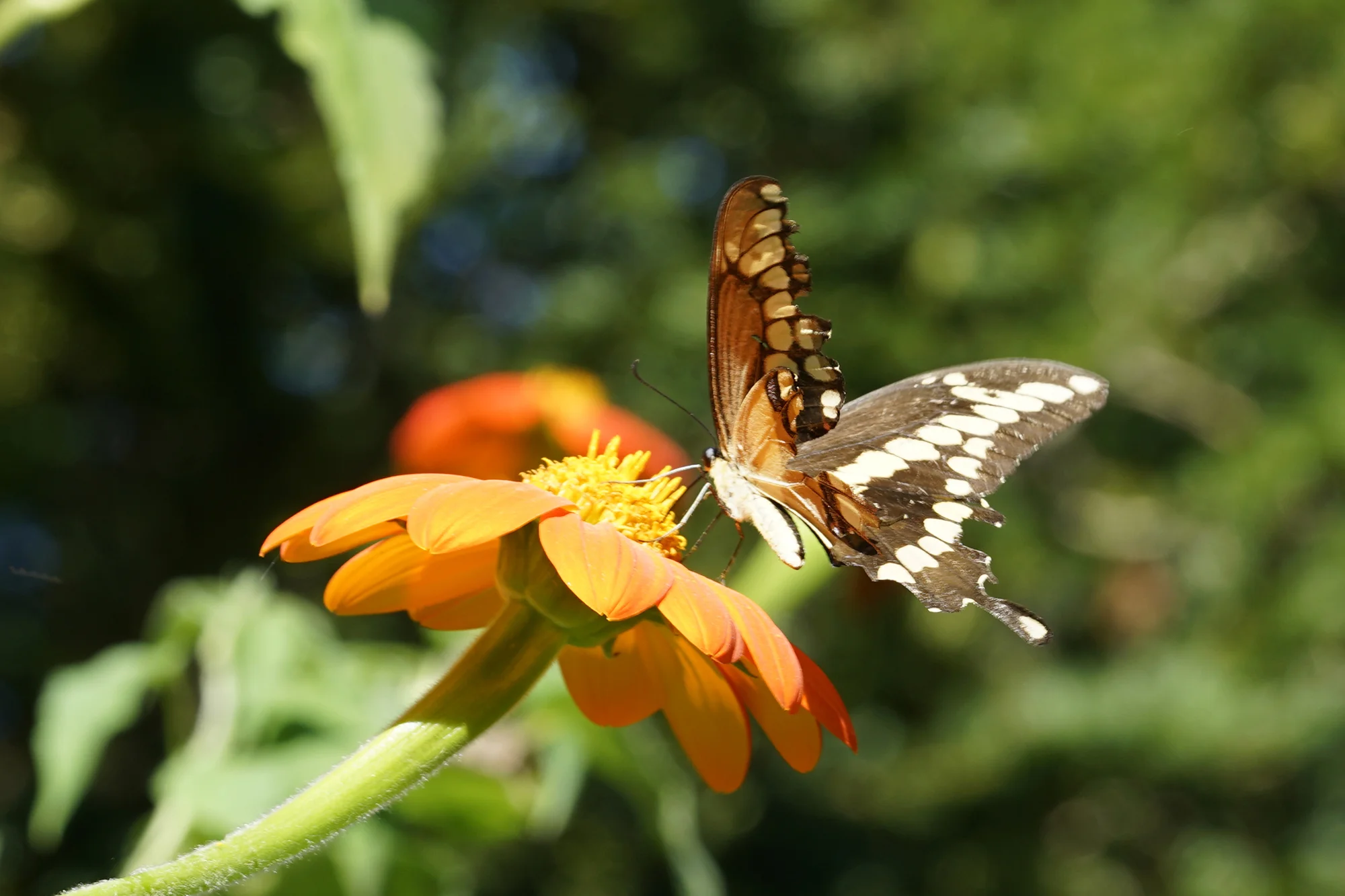 Wildlife Sightings: September 20 - October 4, 2019
