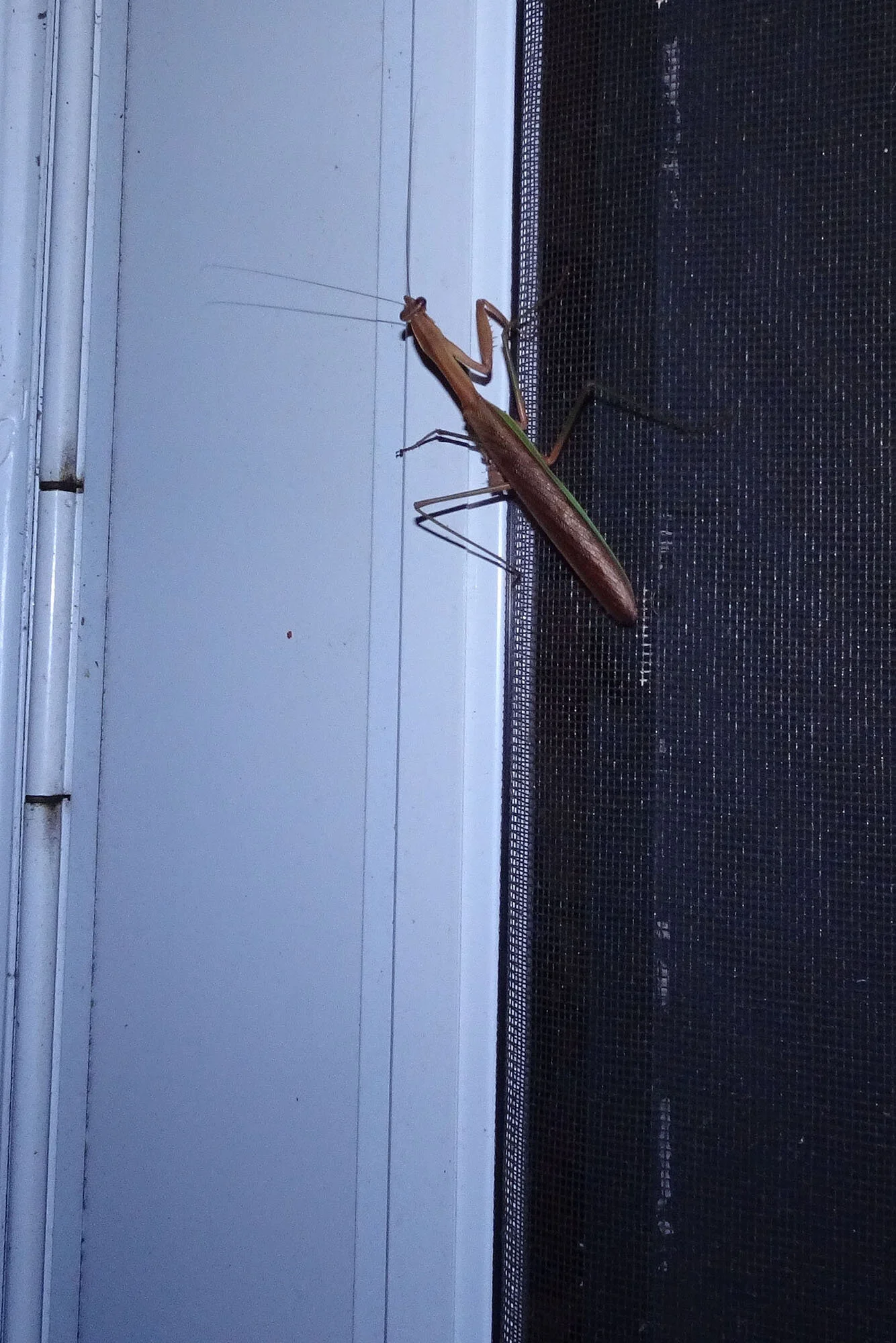 Invasive Chinese Mantis