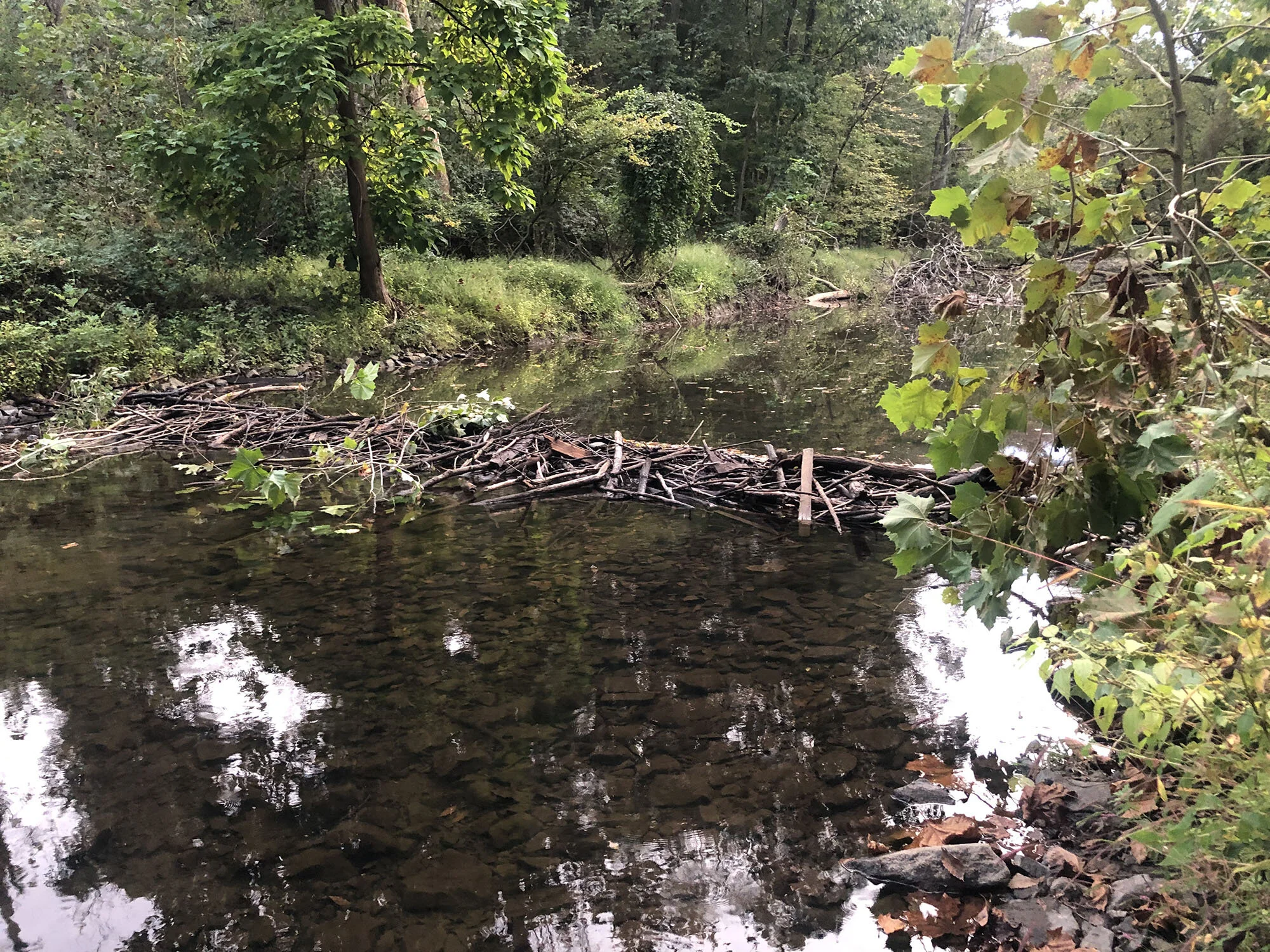 Beaver Dam on Crum Creek