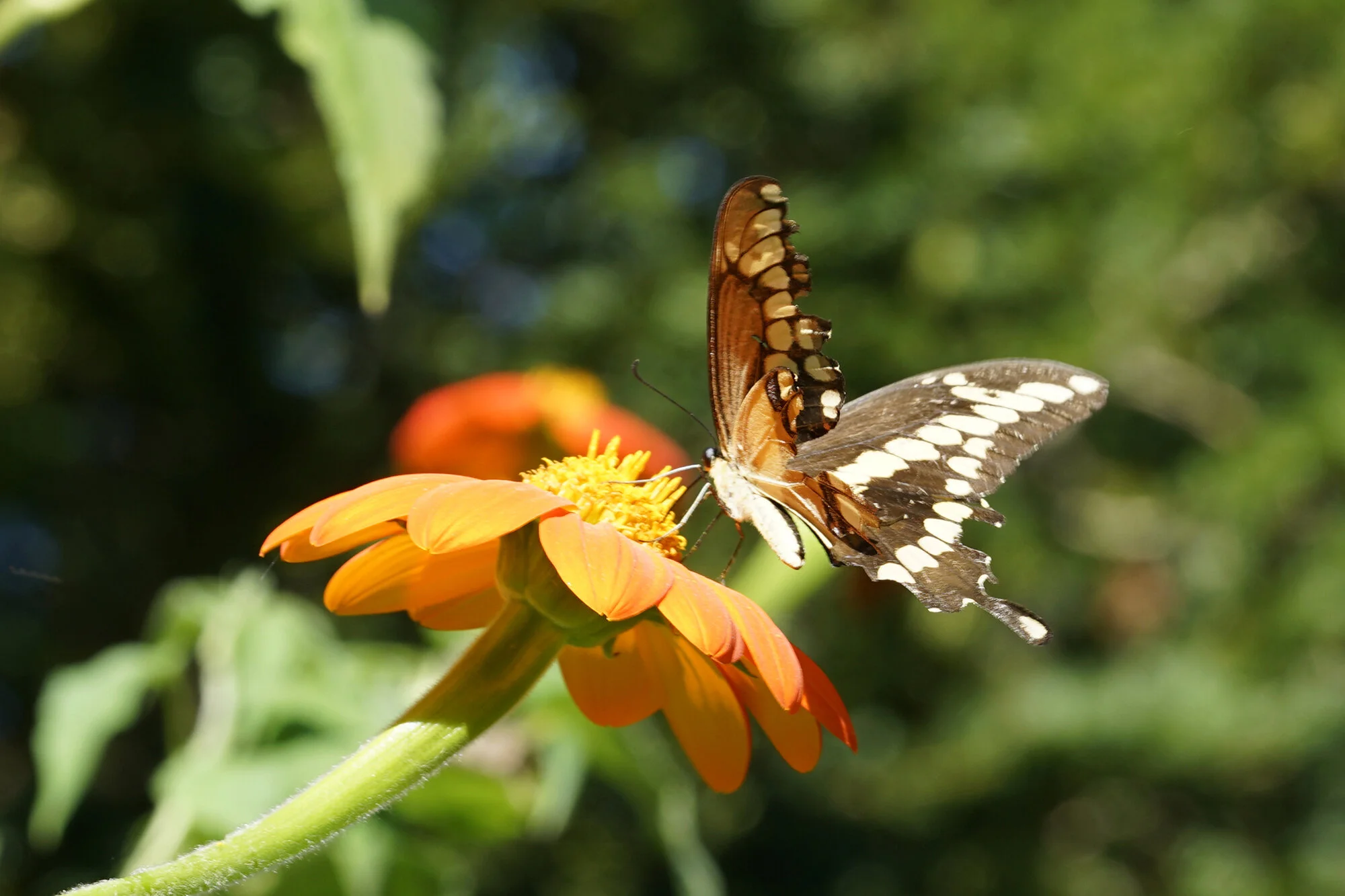 Giant Swallowtail Butterfly