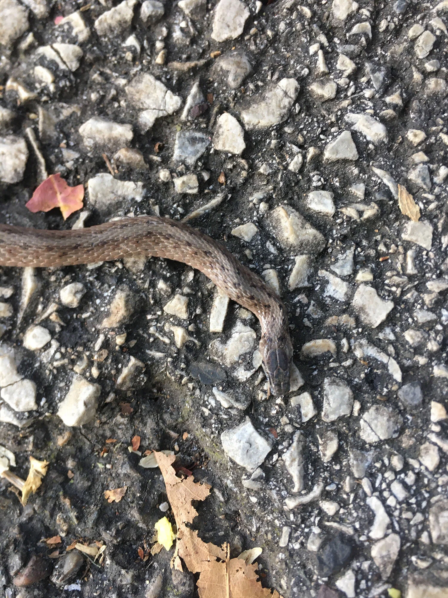 Brown Snake