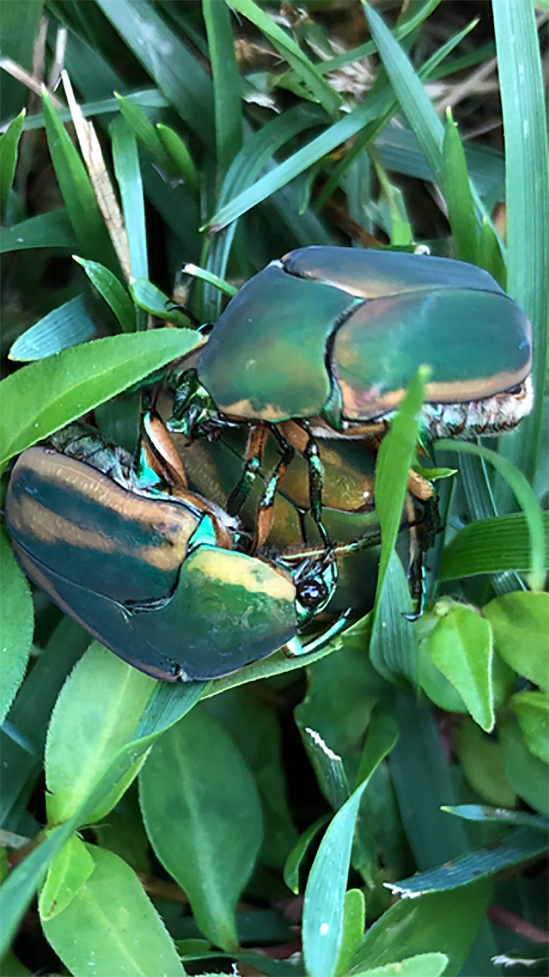 Cotinis nitida (June beetle). Photo: Maria Mooney