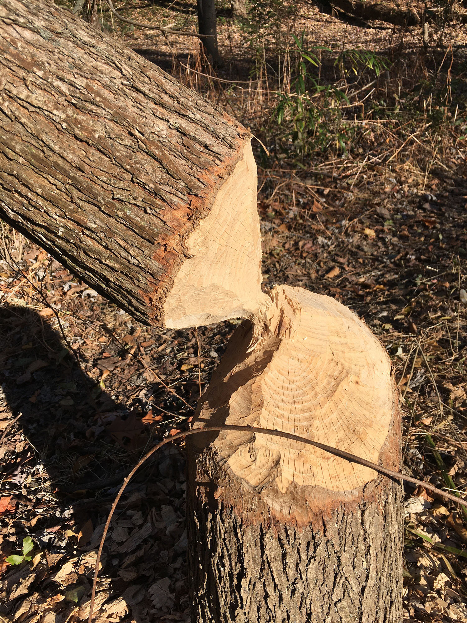 Beaver activity. Photo: Lee Greenfield