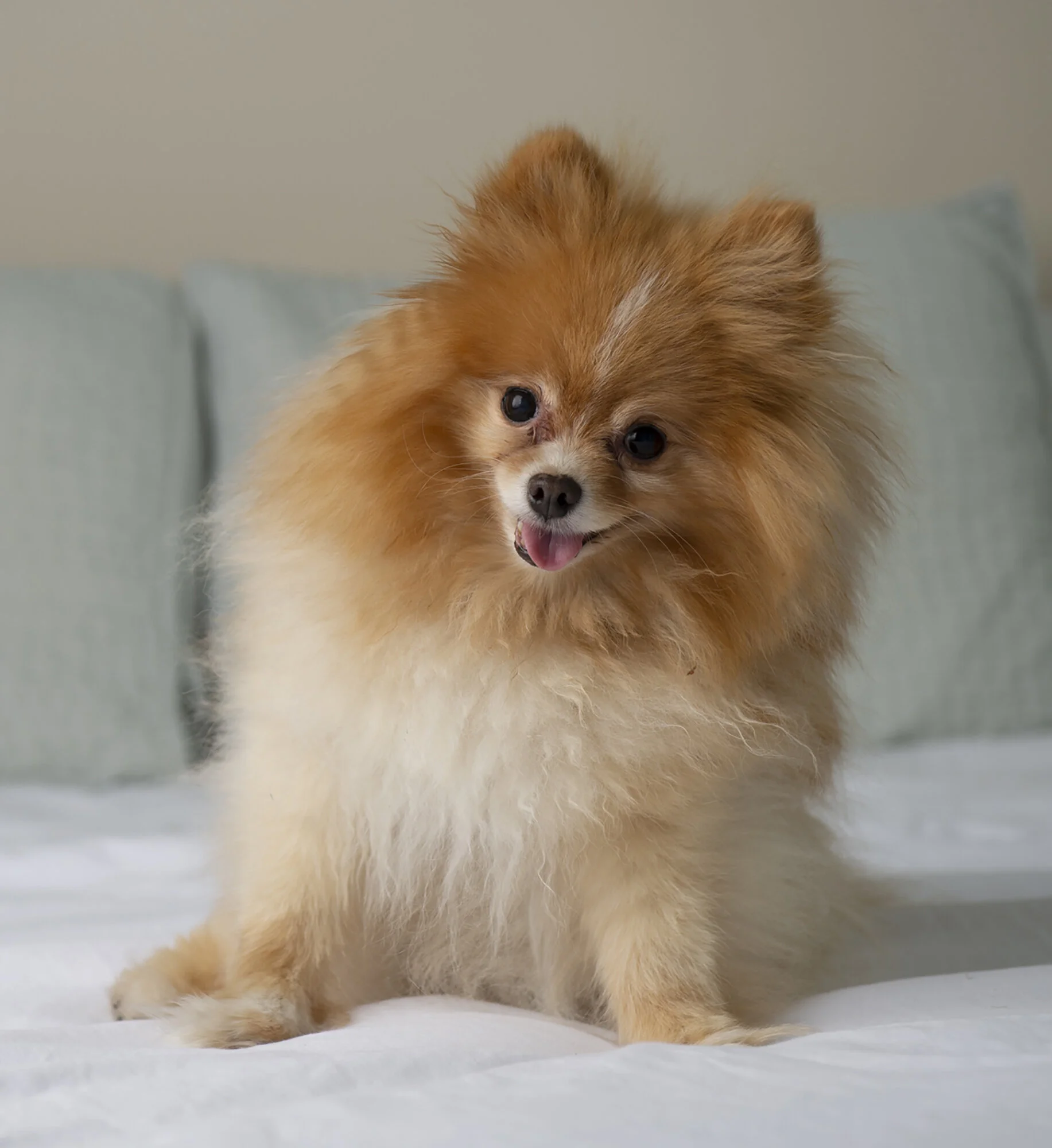 Sugar Maxine Harmer-Leubecker May 27, 2004 – November 27, 2019