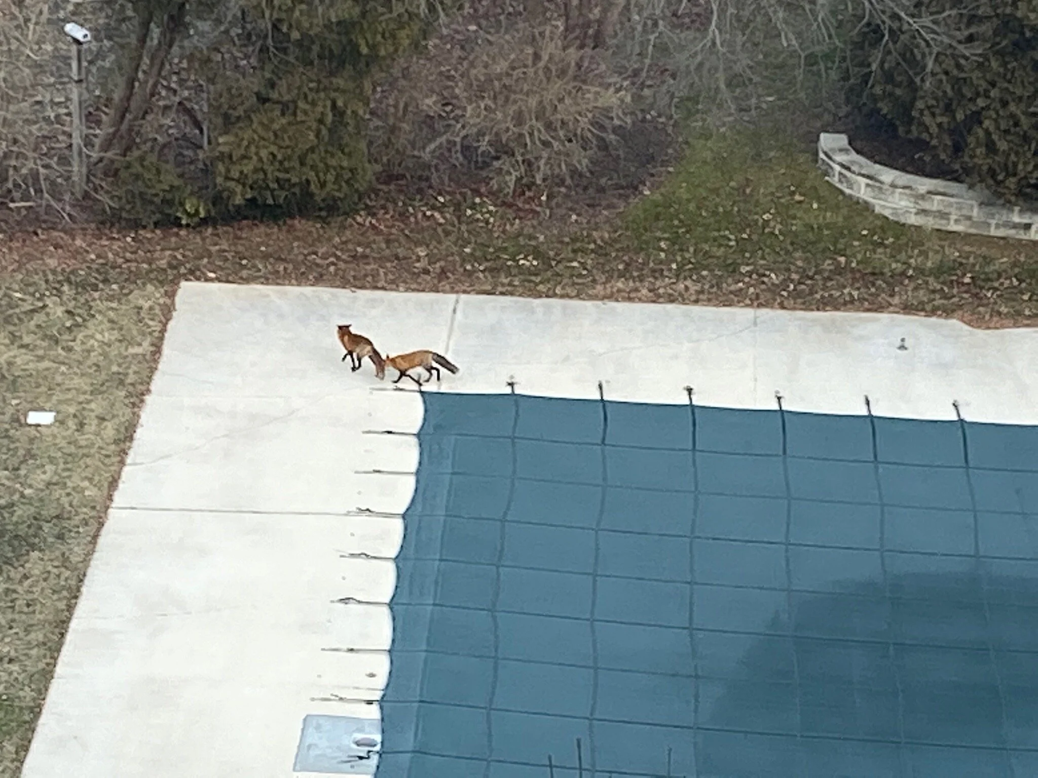 Wildlife Observations: February 7, 2020