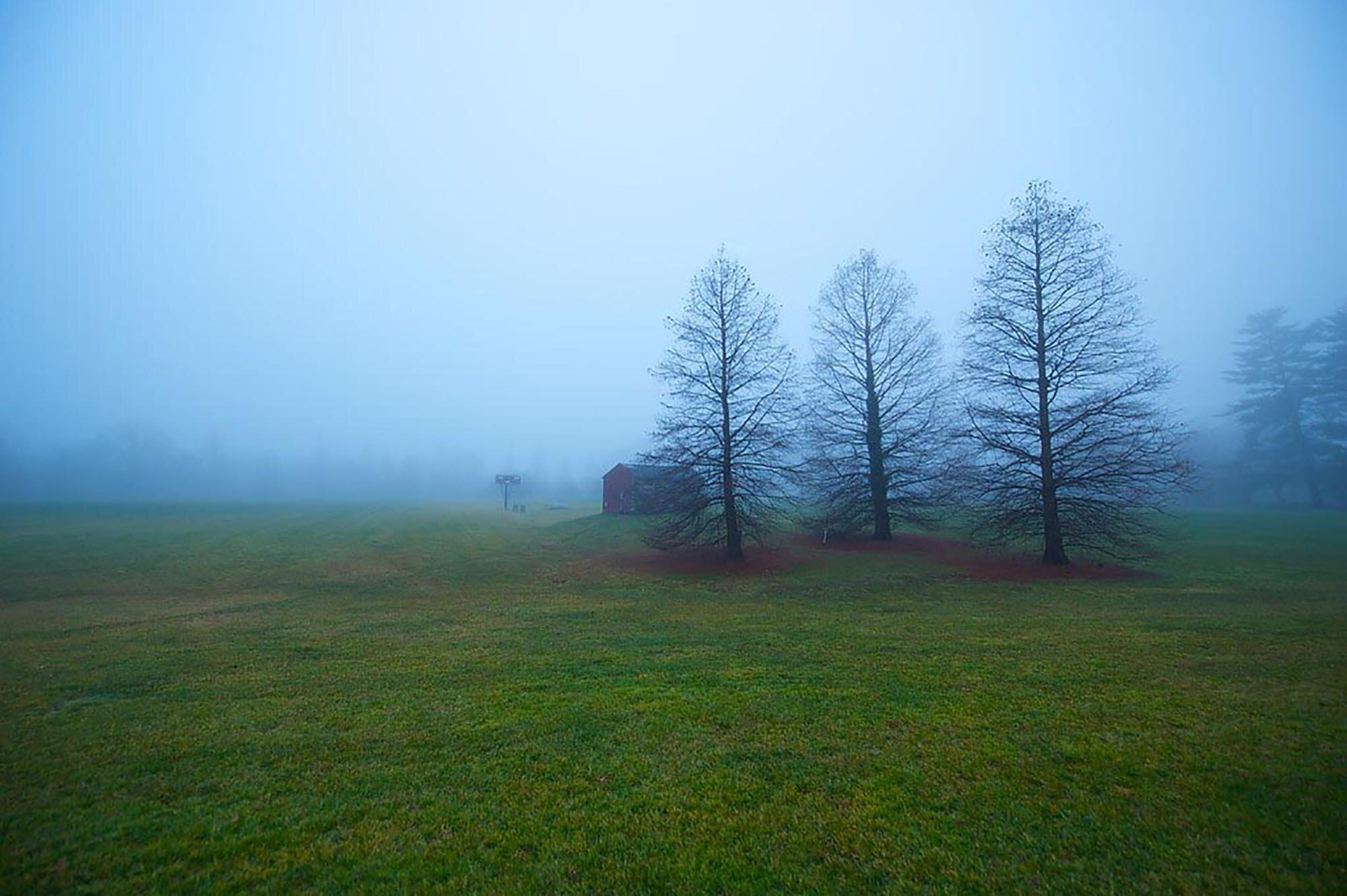 Counting the Trees