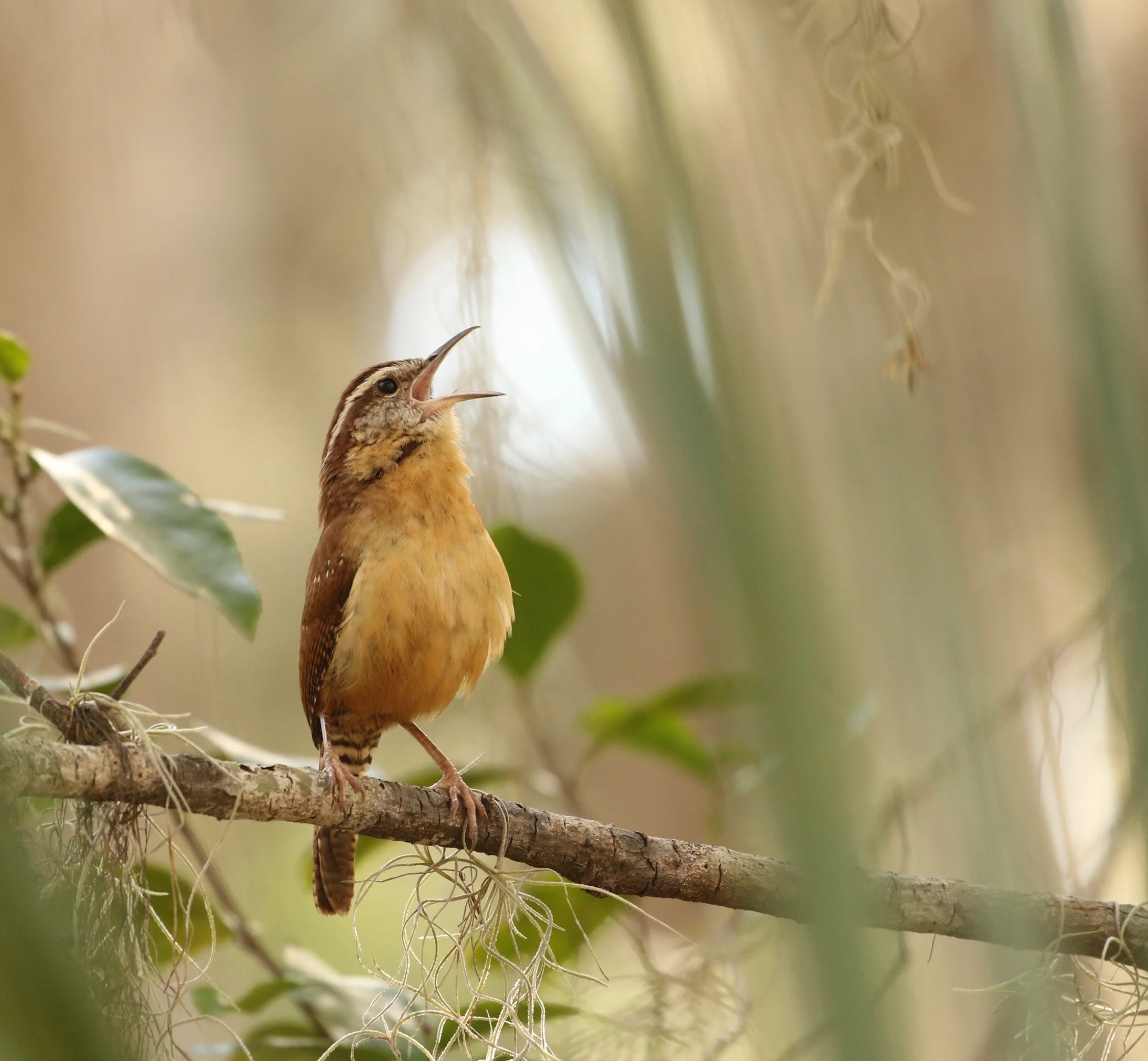 Wildlife Observations: March 6, 2020