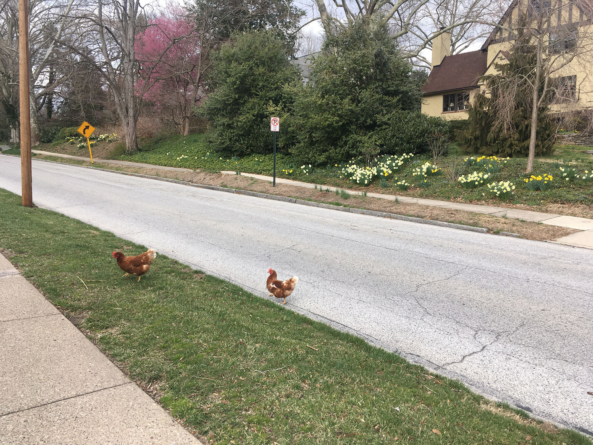 Chickens Social Distancing?