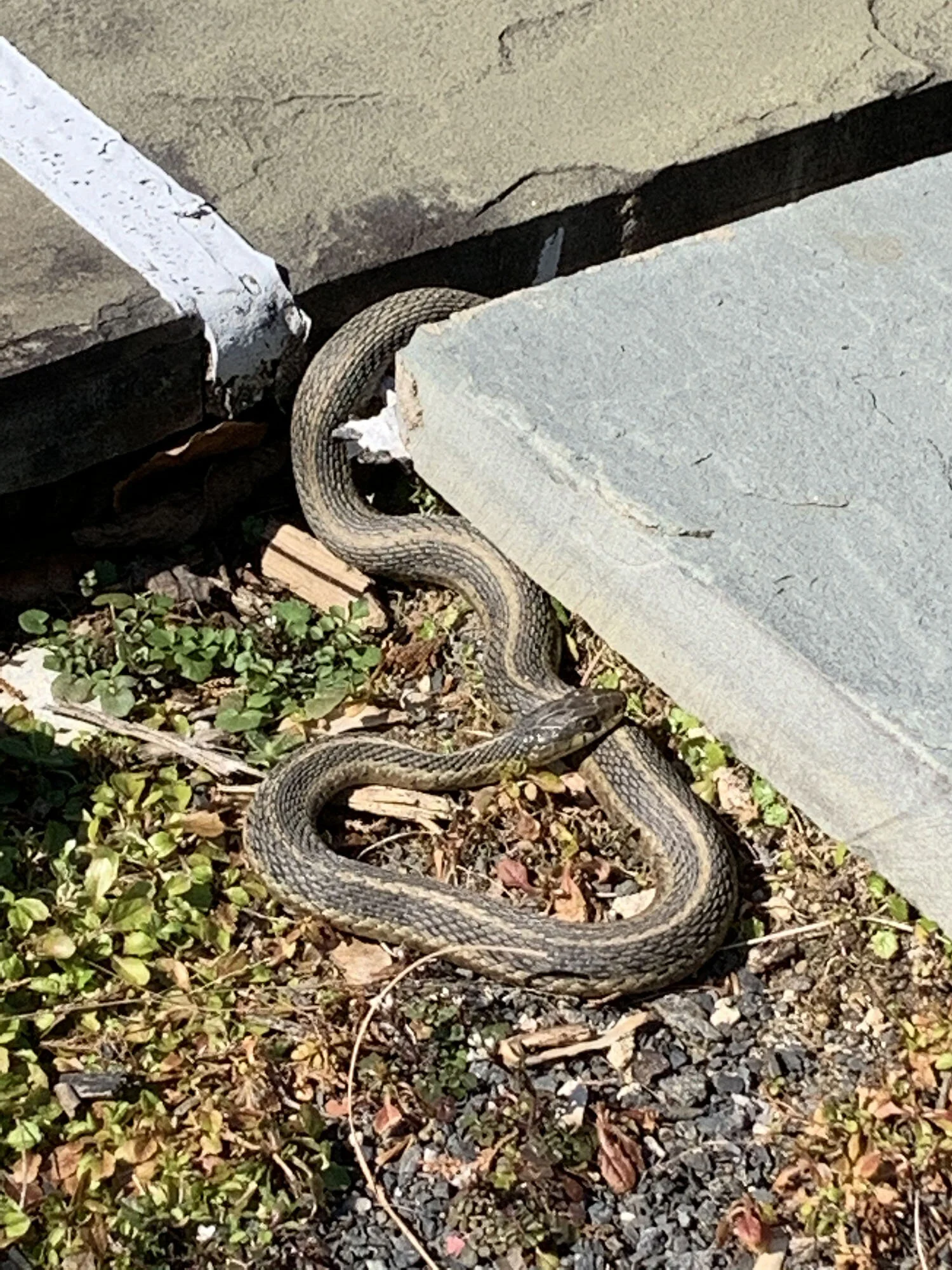 Wildlife Observations: April 3, 2020