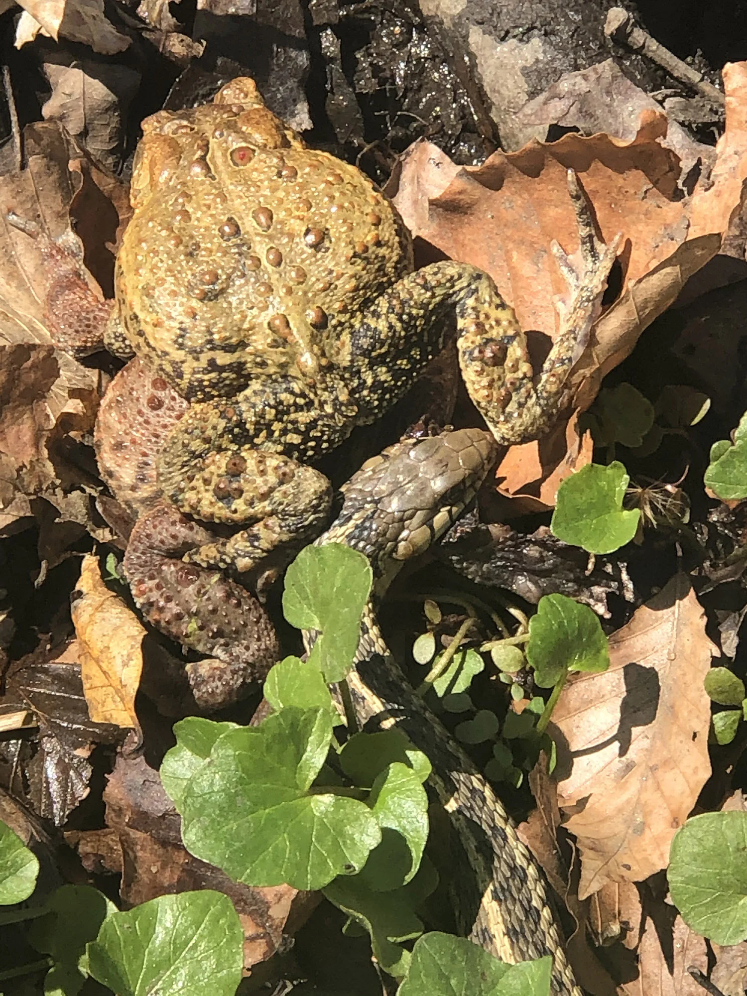 Wildlife Observations: April 17, 2020