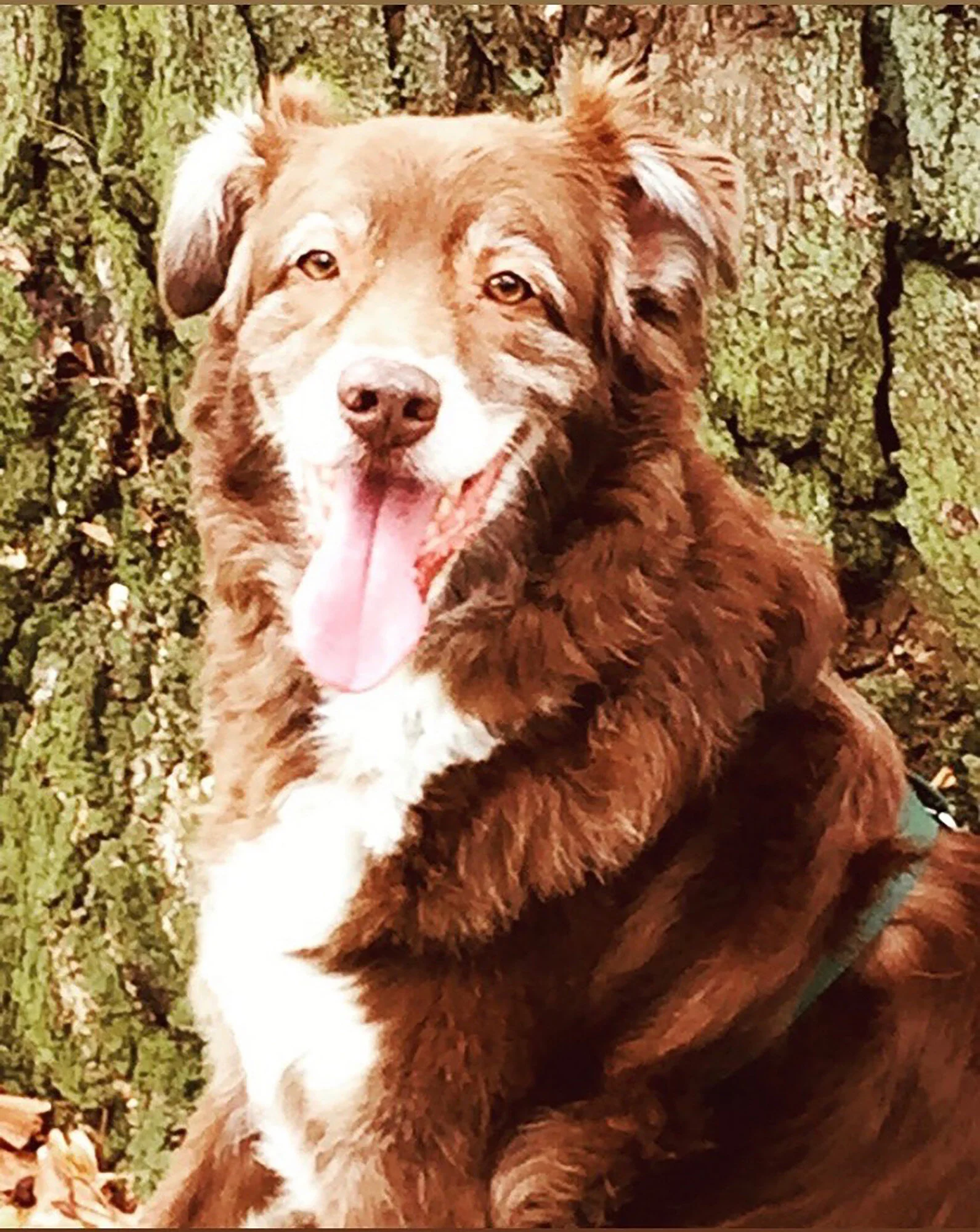 Bear (2005-2020)