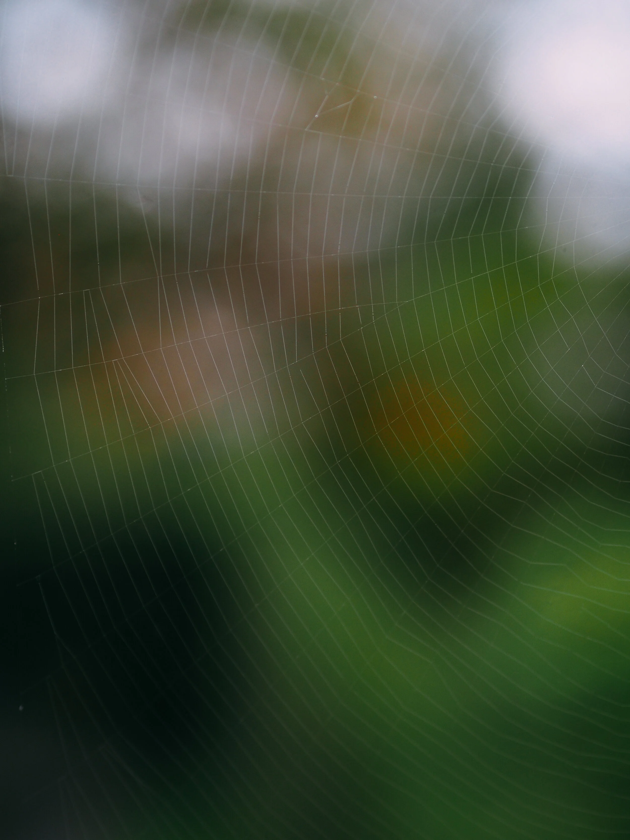 Spiderweb