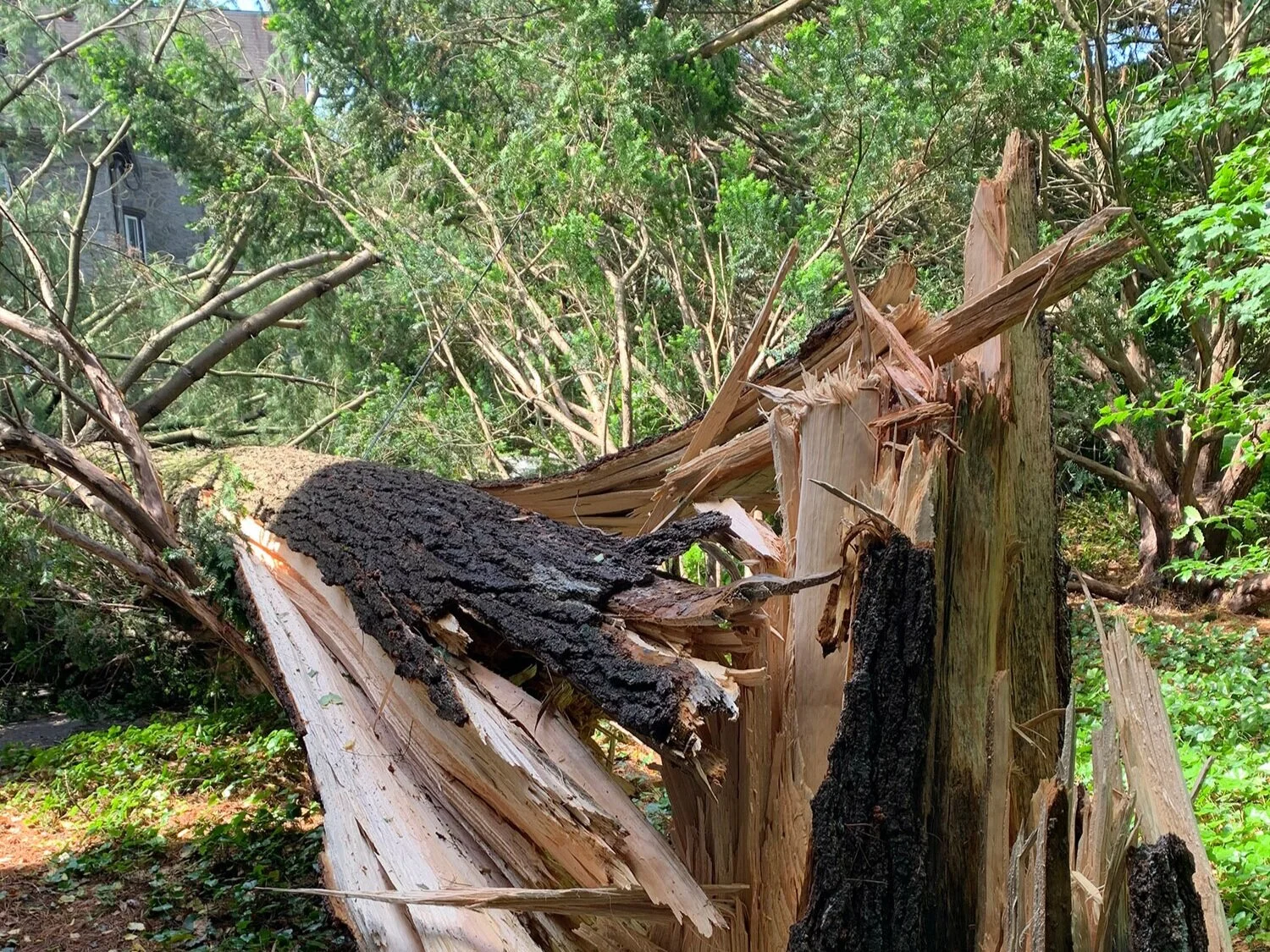 100 Year Old Pine Falls in Storm
