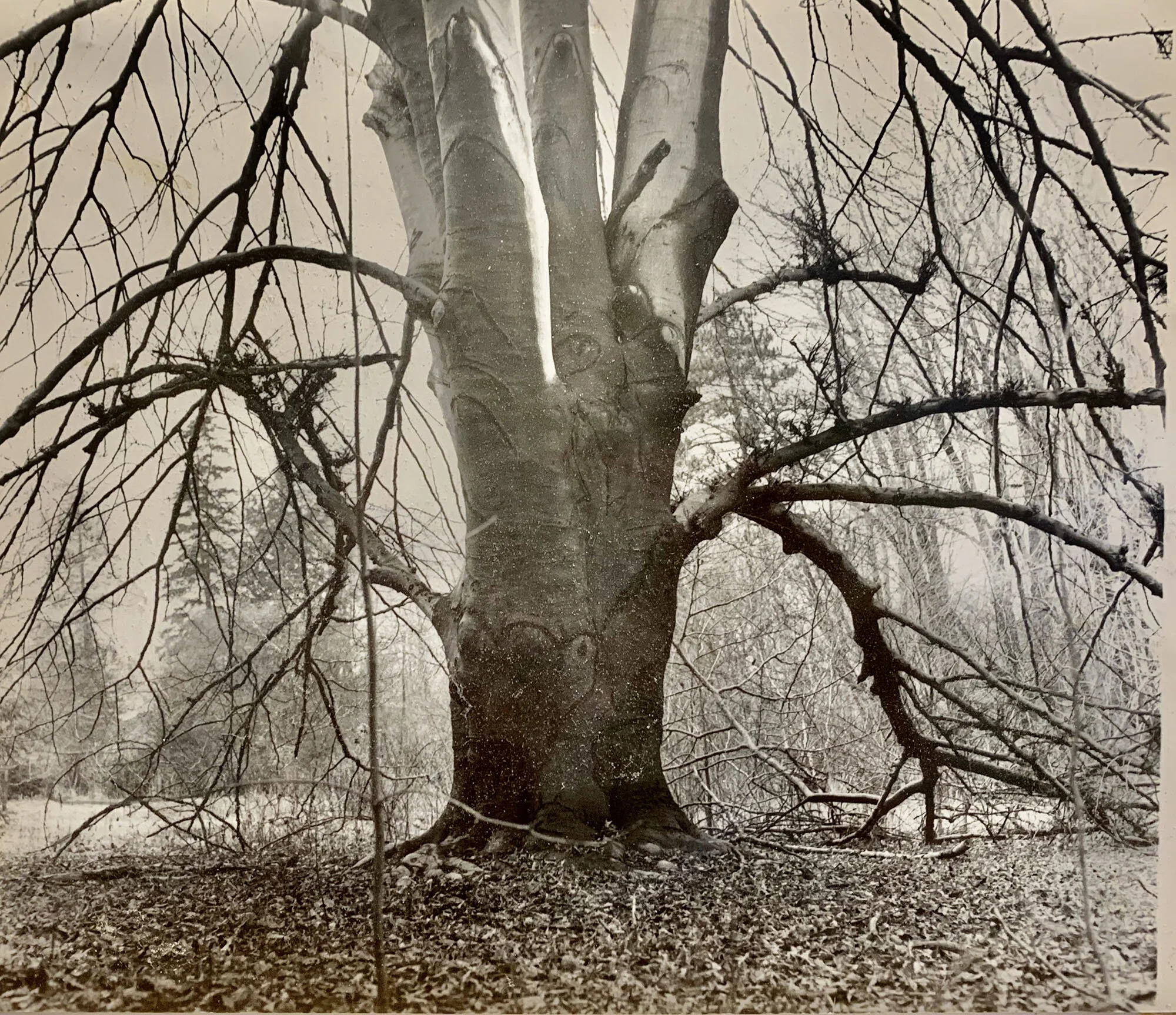 Living green cathedral near Morgan Circle