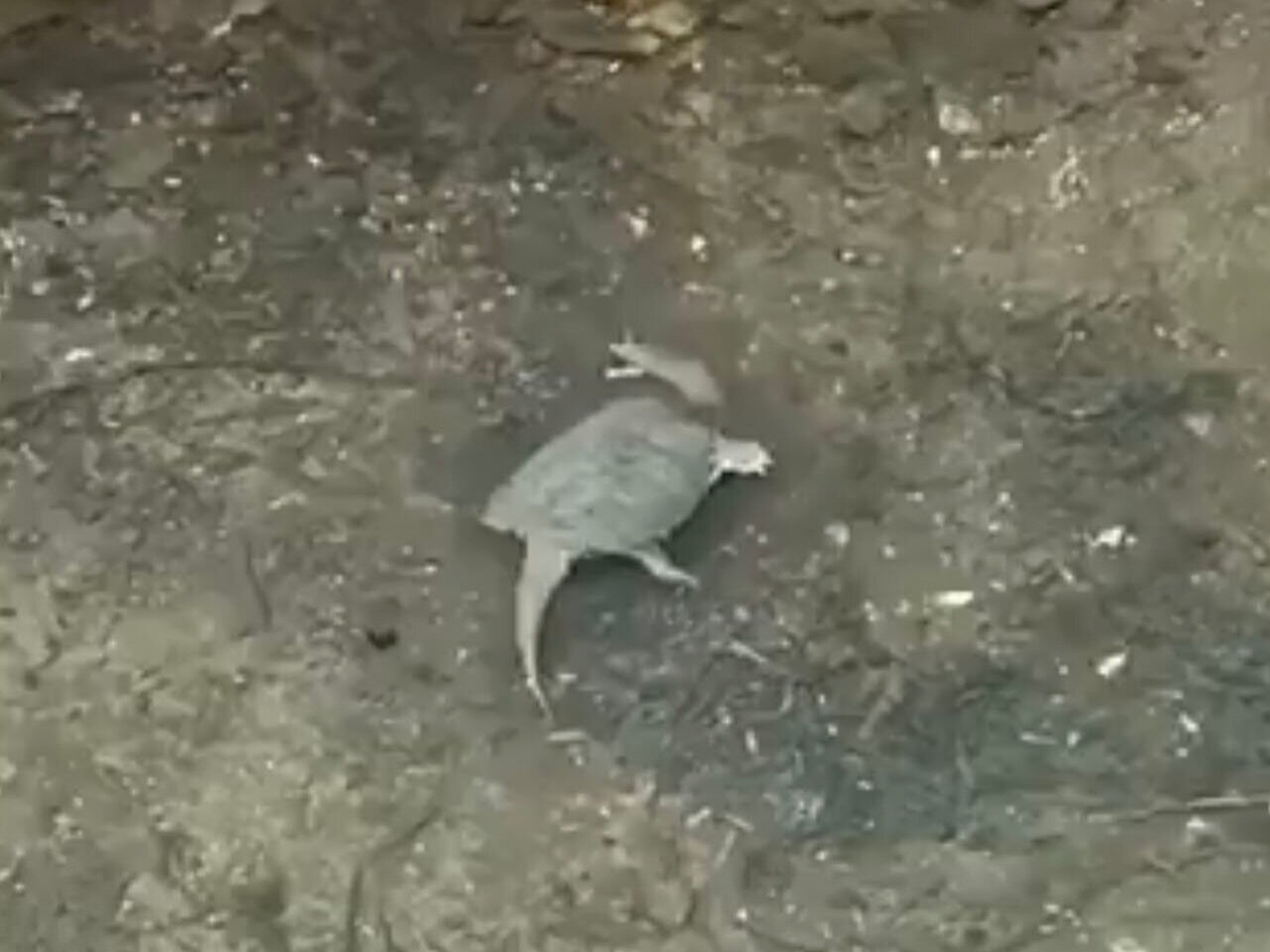 Wildlife Observations: Summer Doldrums