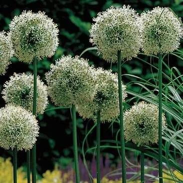 Pollinator-Friendly Bulbs at SHS Sale