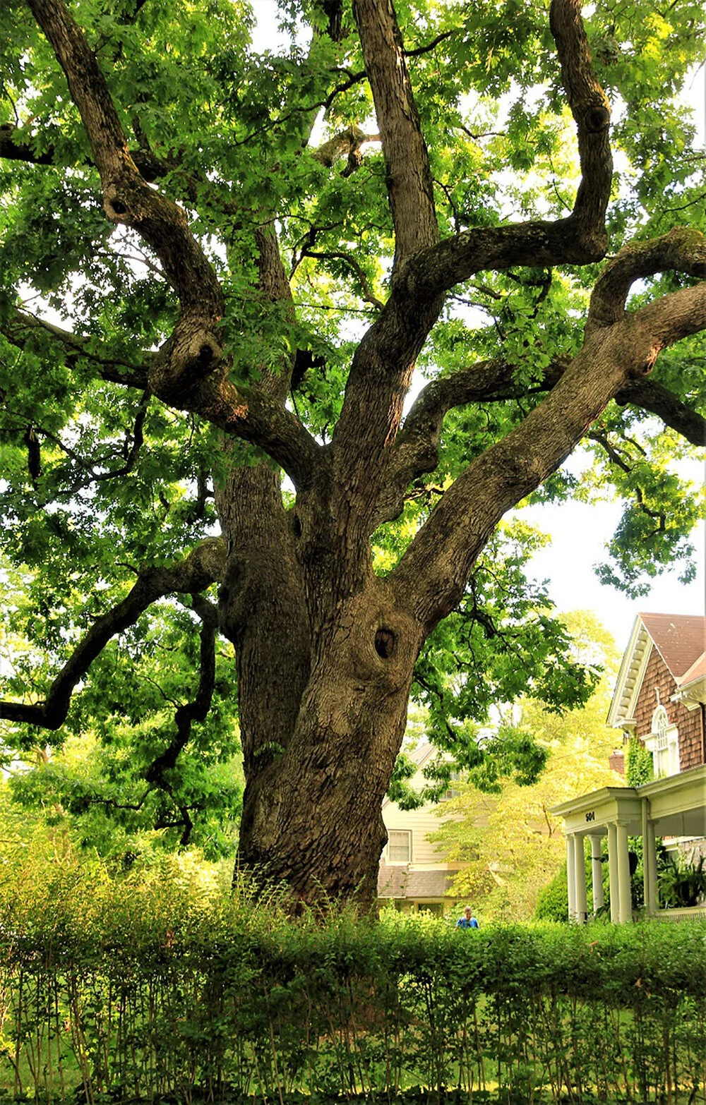 The so-called Penn oak at 504 Walnut Lane was voted Swarthmore’s Favorite Tree. Already growing in William Penn’s time, the white oak may be the oldest tree in Swarthmore. Photo: John Wehmiller