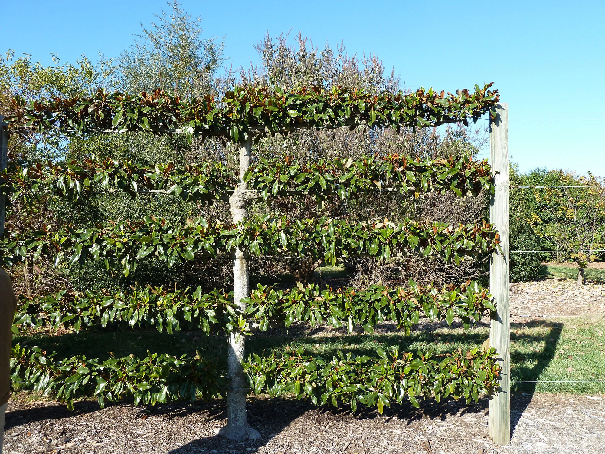 Evergreen Magnolias (Part 1): The Southern Magnolia