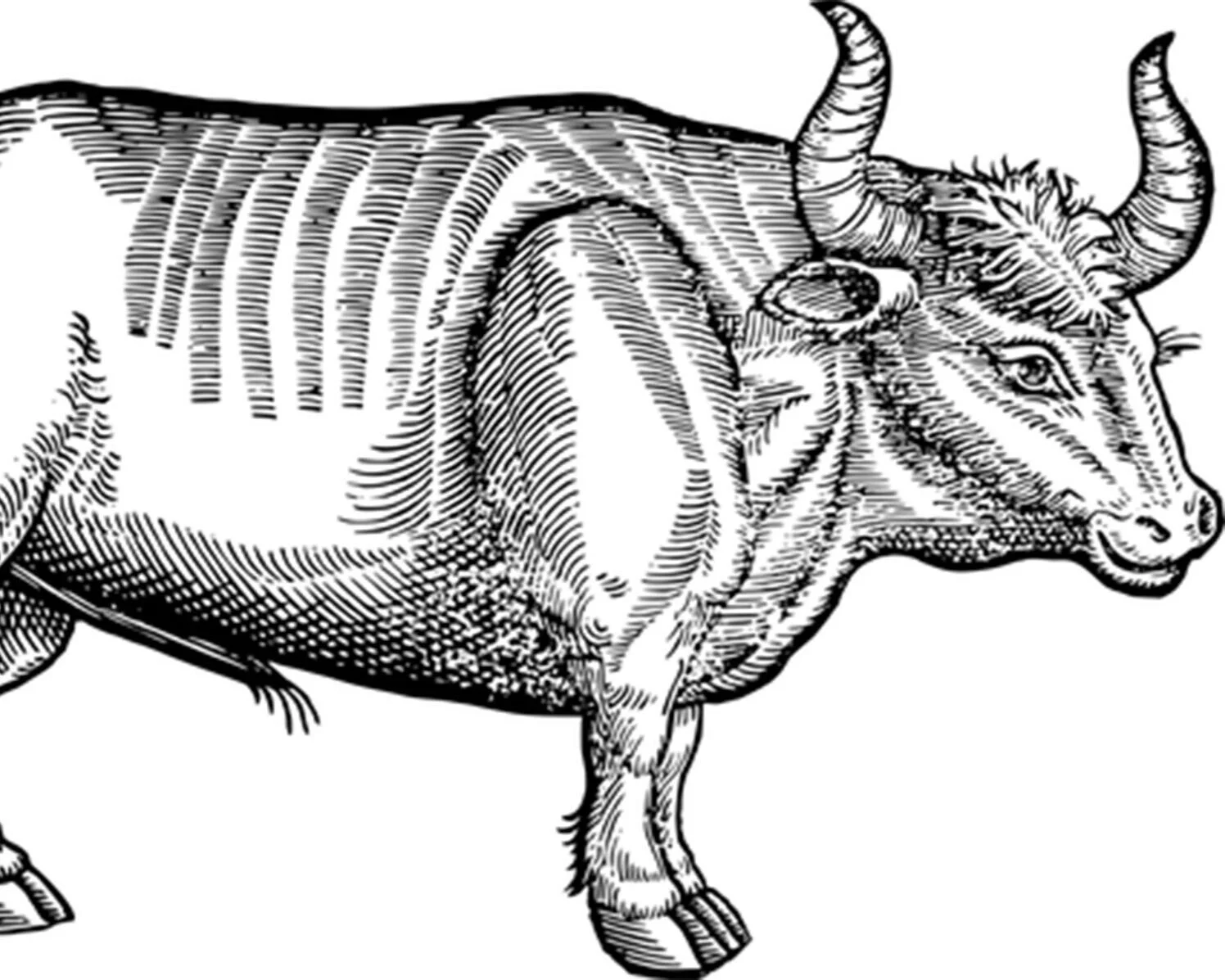 Year of the Ox