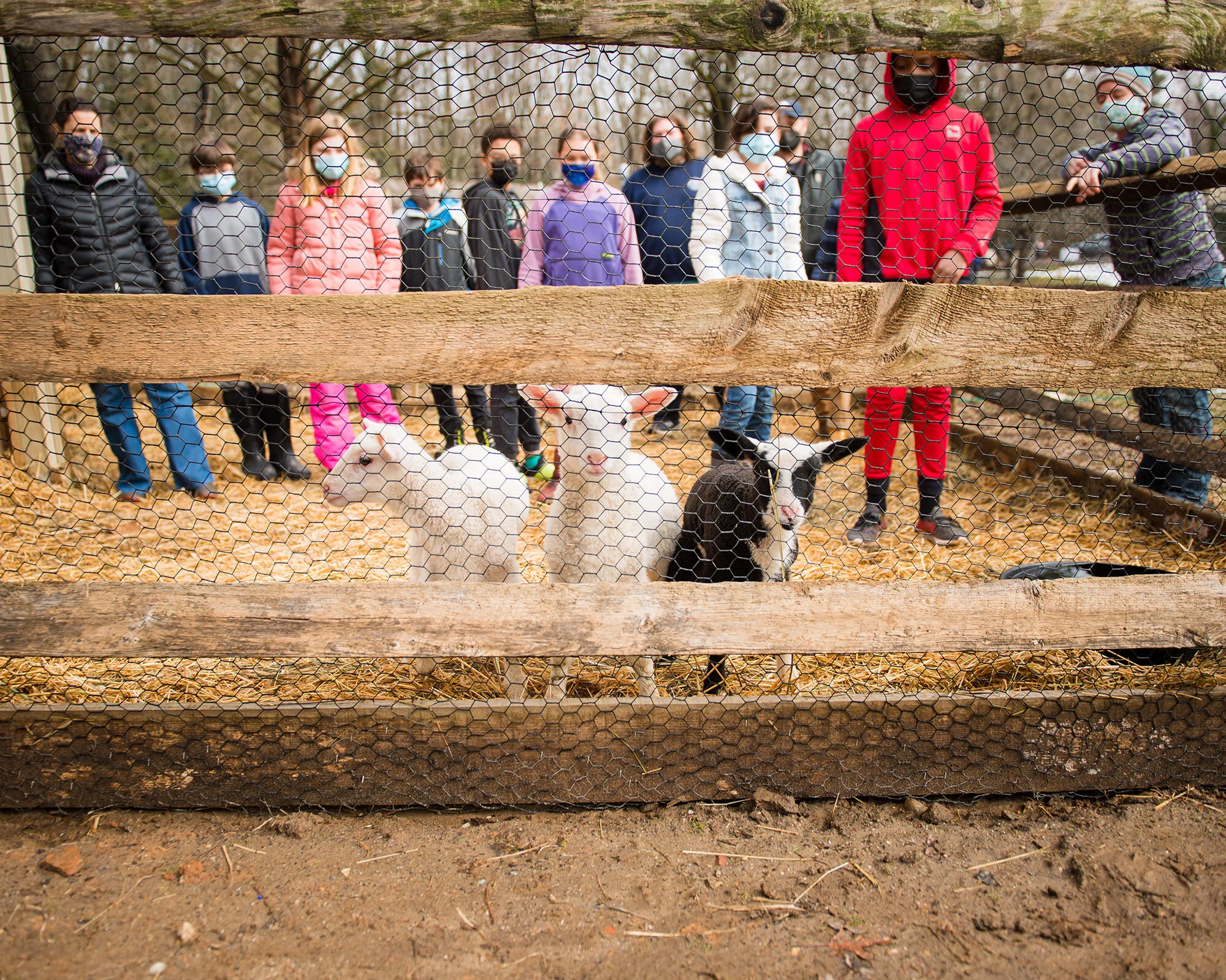 New Lambs to the School in Rose Valley
