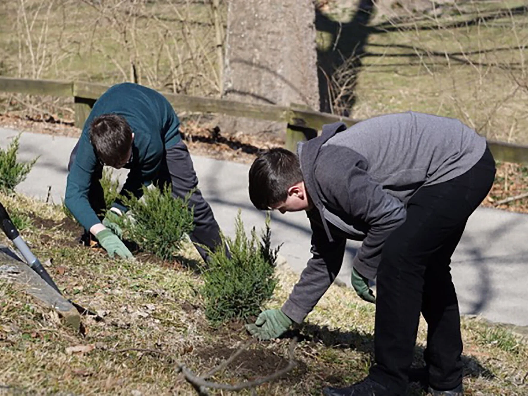 Boy Scouts Plant Trees at Thomas Leiper House