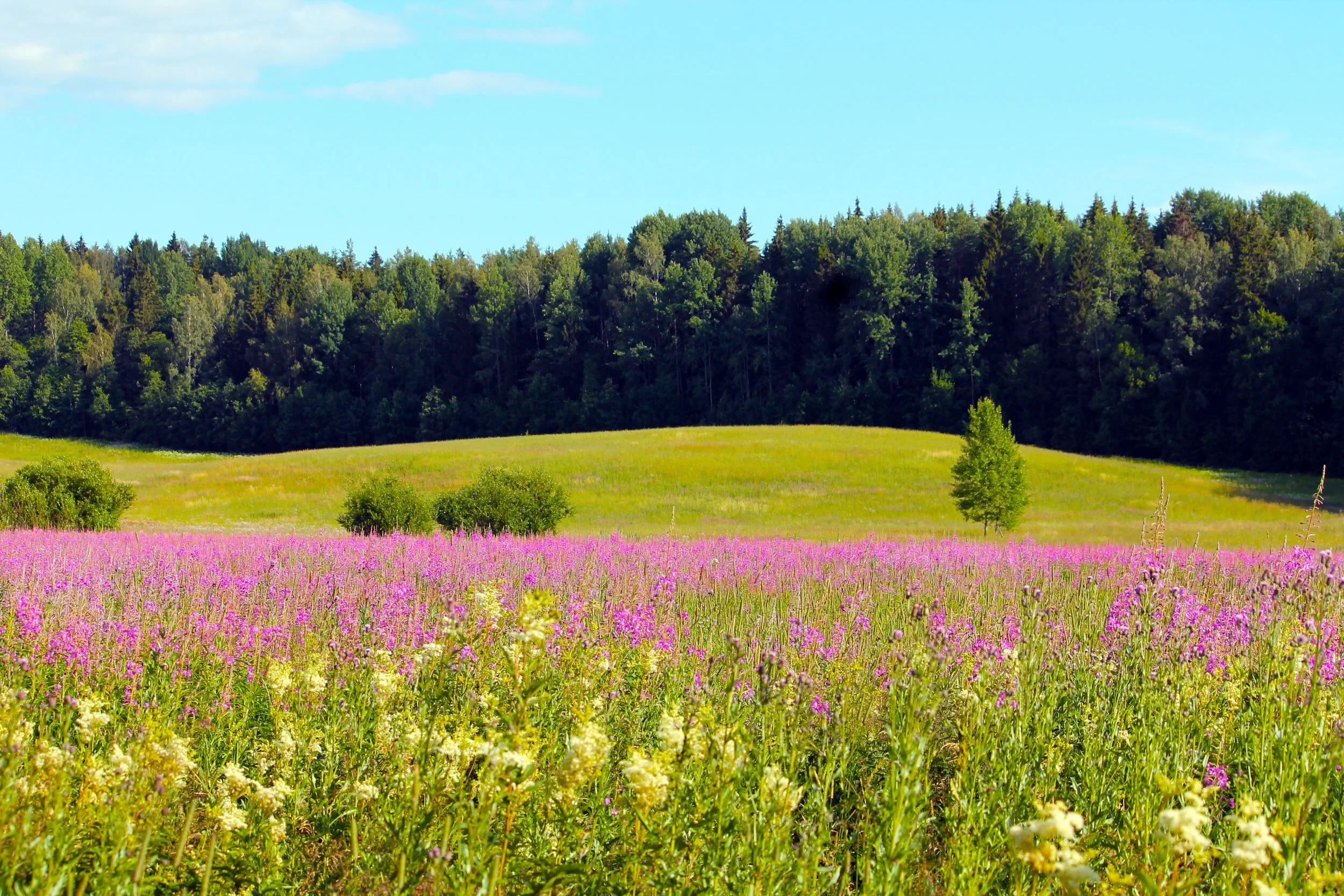 Meadows