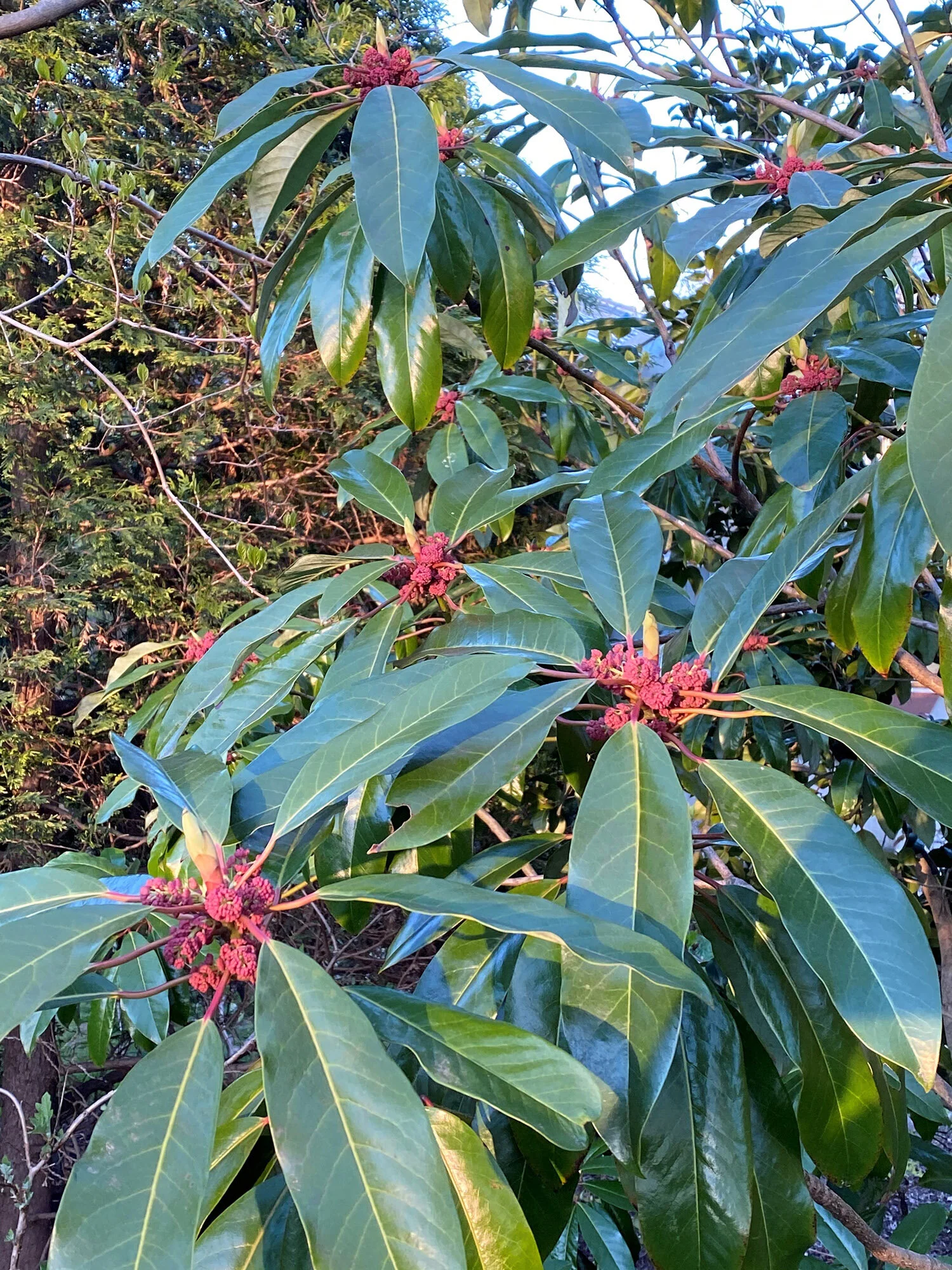 Beyond Rhododendrons: Great Broadleaved Evergreens for the Garden