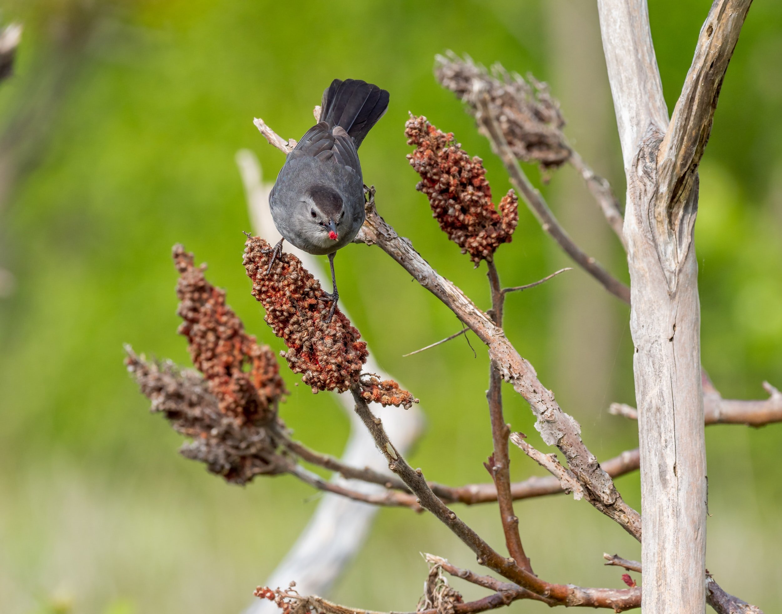 The Catbird
