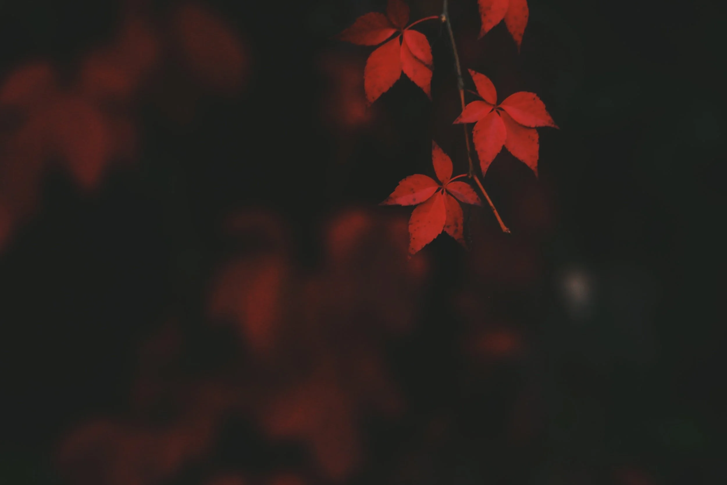 She Leaves