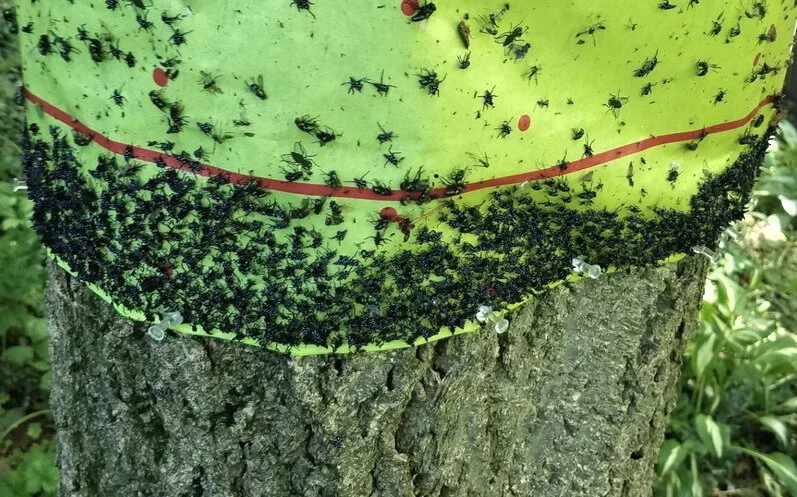 Save birds – don’t use glue traps!