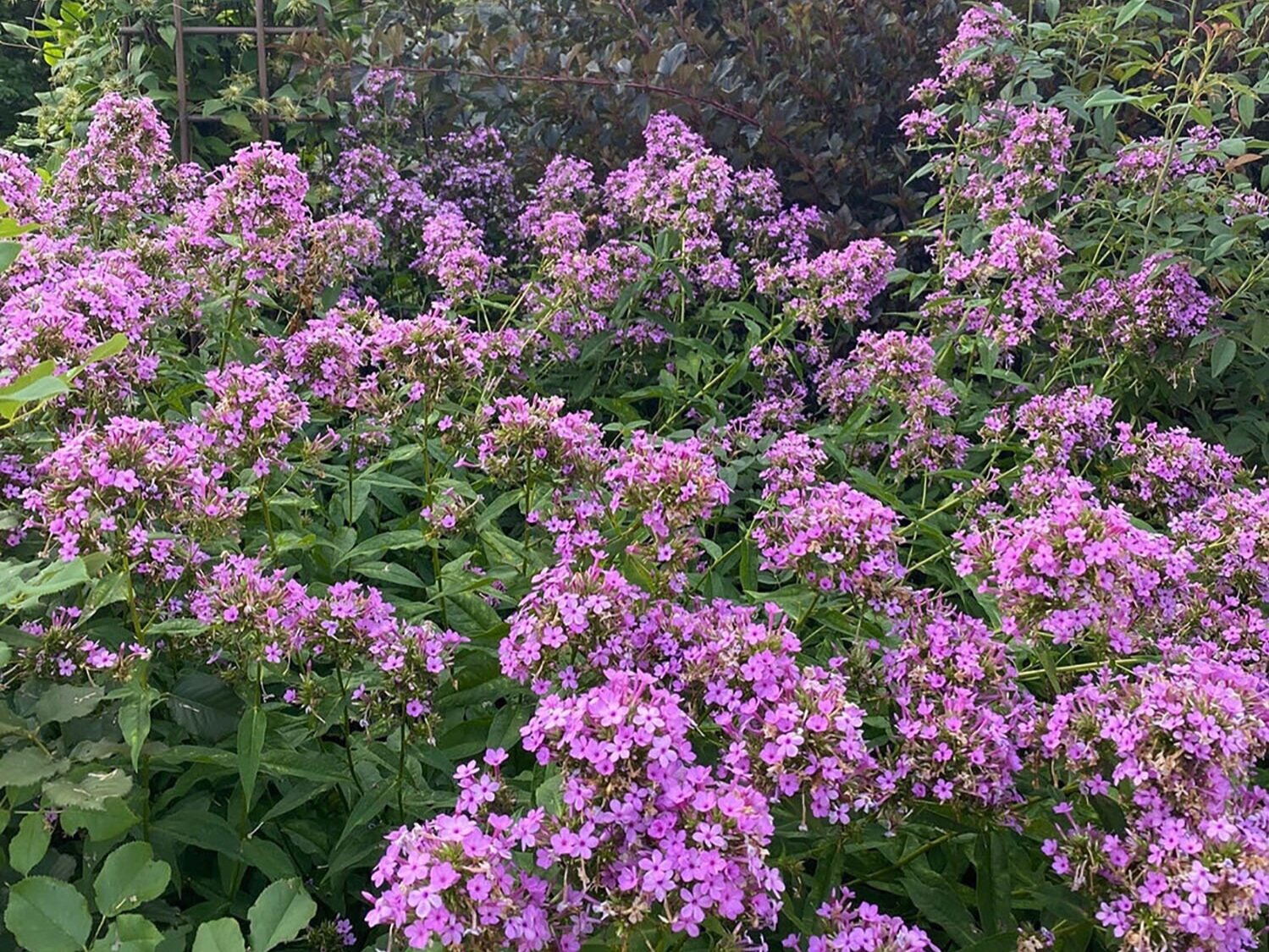 Pollinators in the Garden