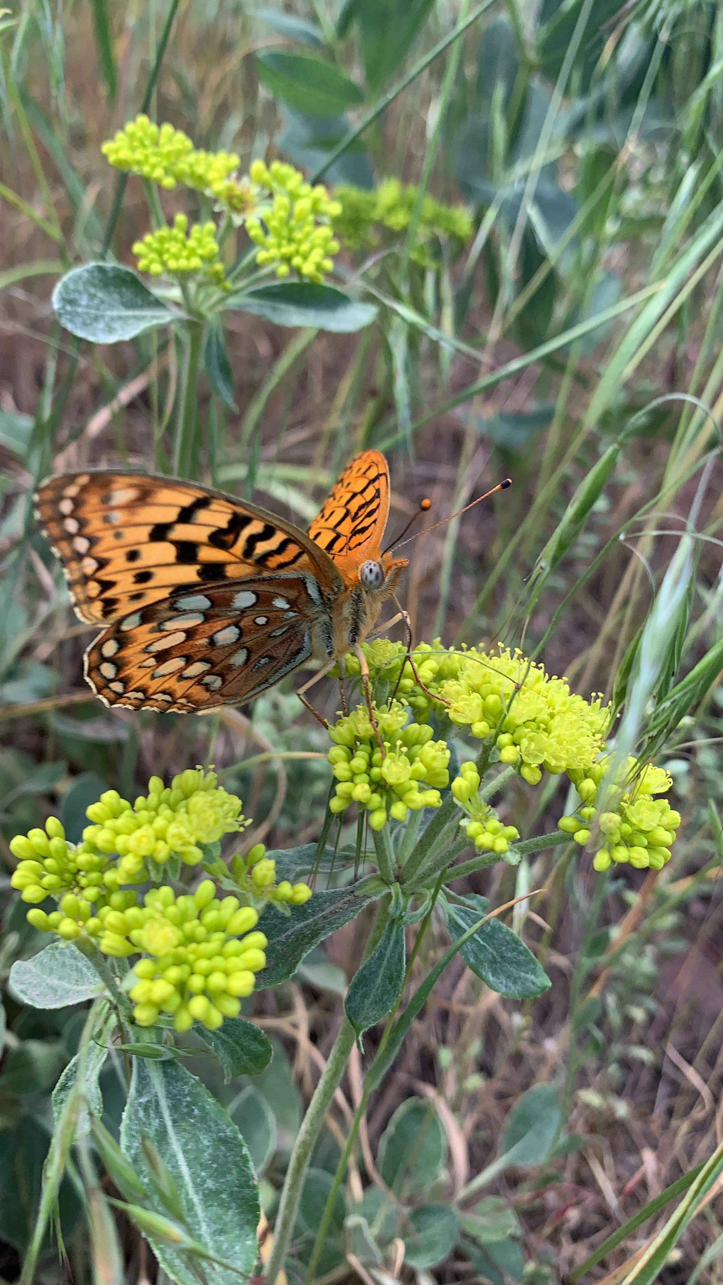 IMG_7012.jpeg