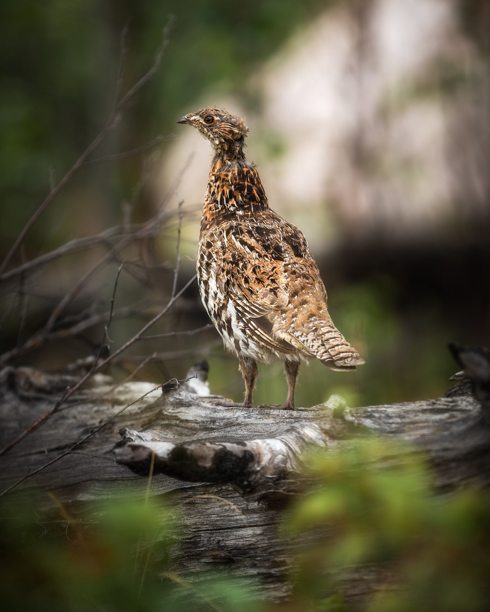 Ruffed Grouse watching over 3 chicks.