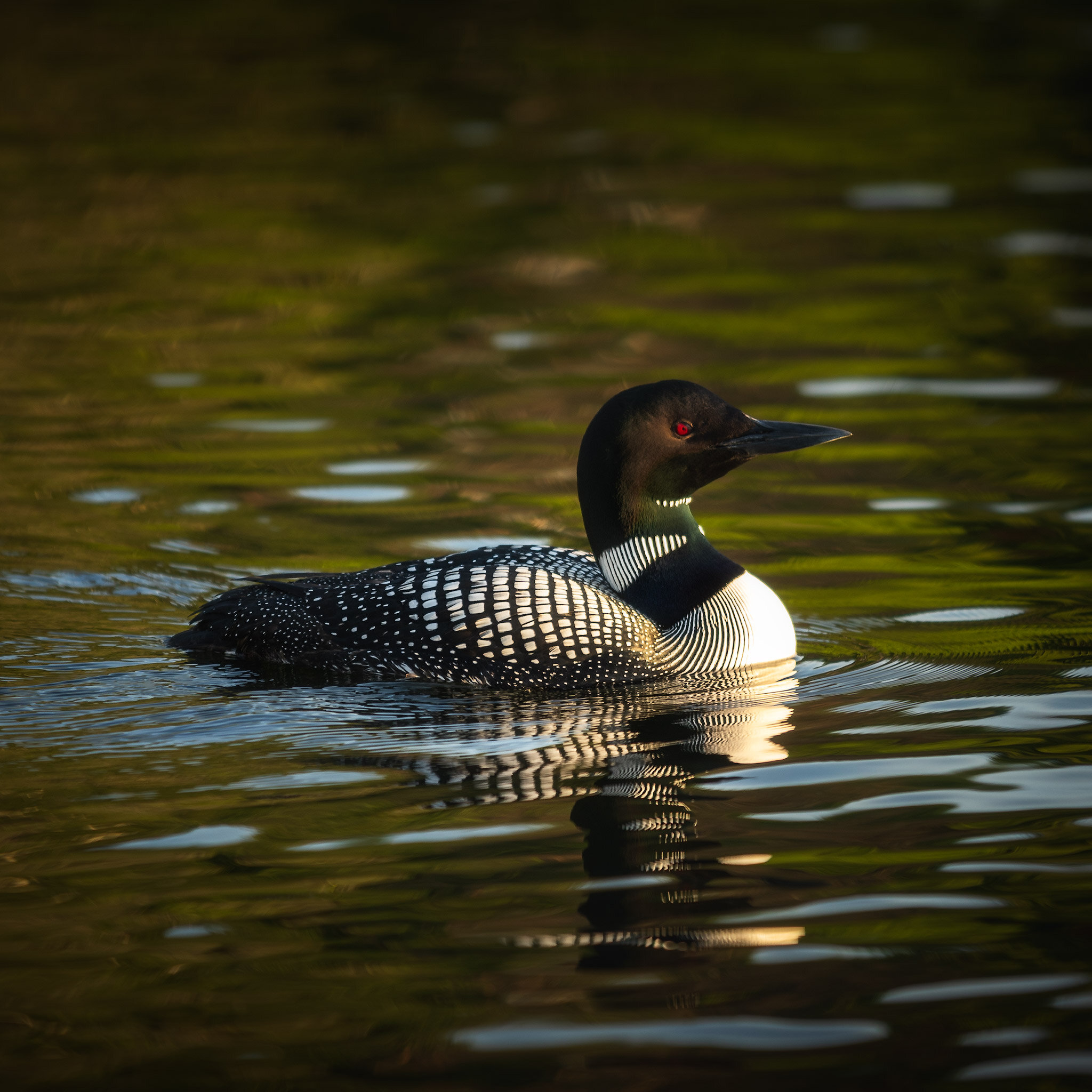 A Loon photographed later in the trip.