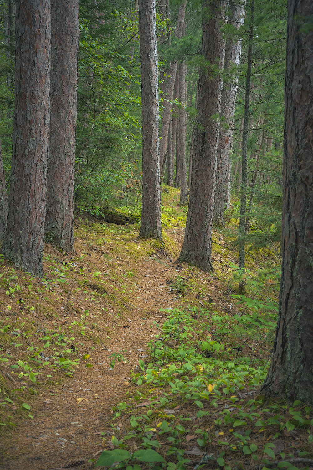 Angleworm2-Trail-Trees.jpg