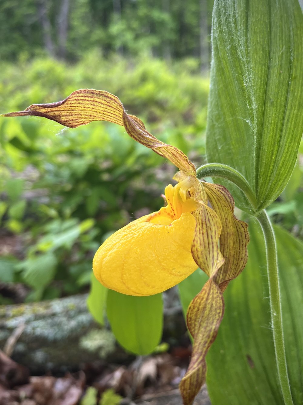 Yellow Ladyslippers dotted the trail.