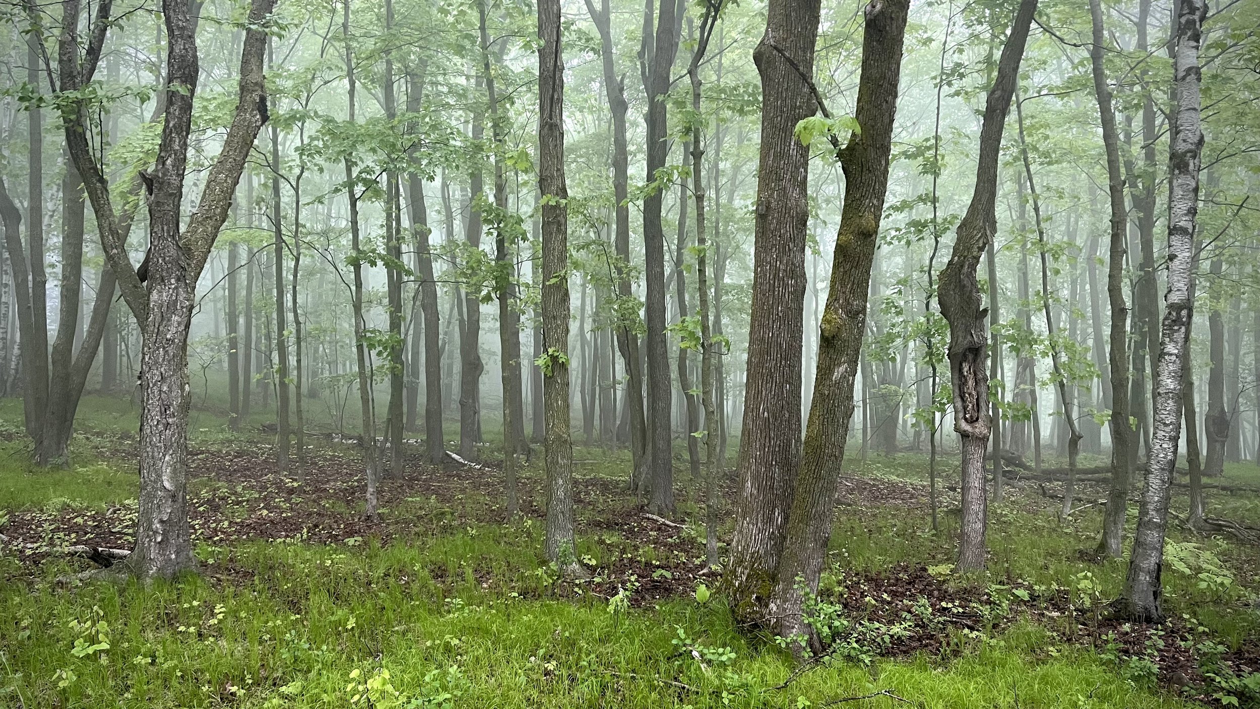 SHT-D3-Foggy Forest.jpeg